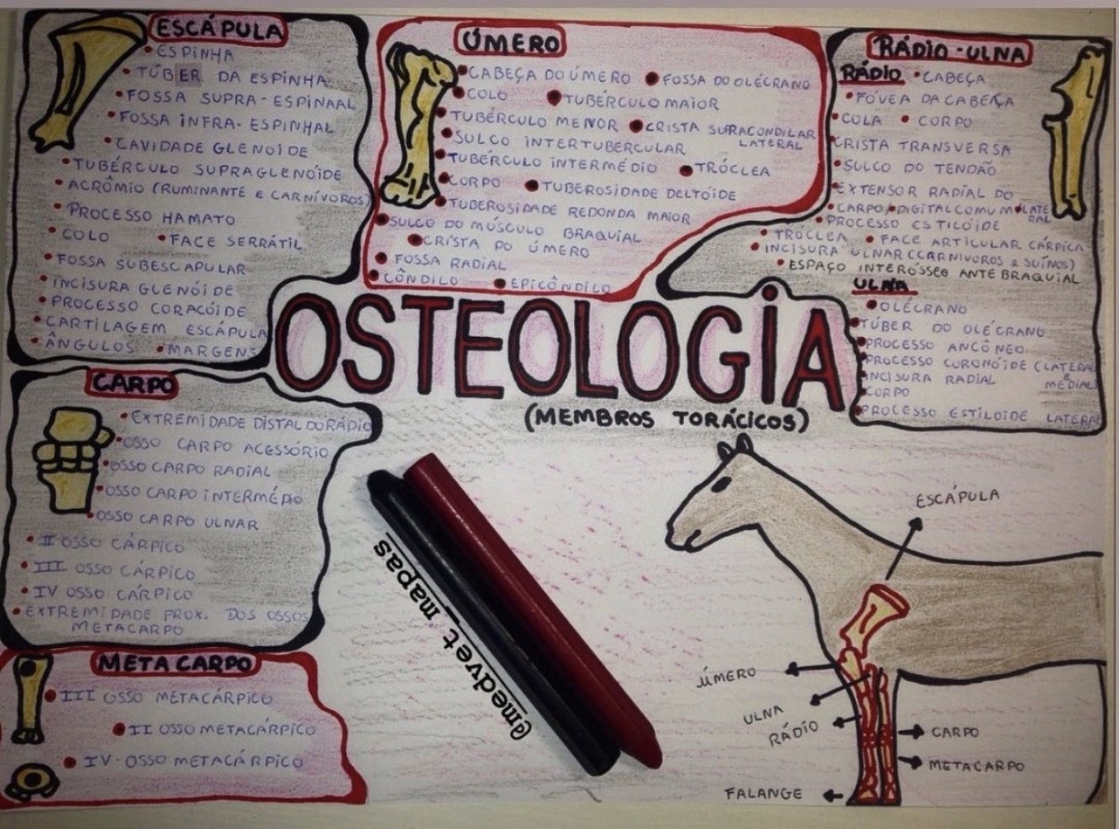mapa mental osteologia medicina veterinária - Anatomia dos Animais  Domesticos