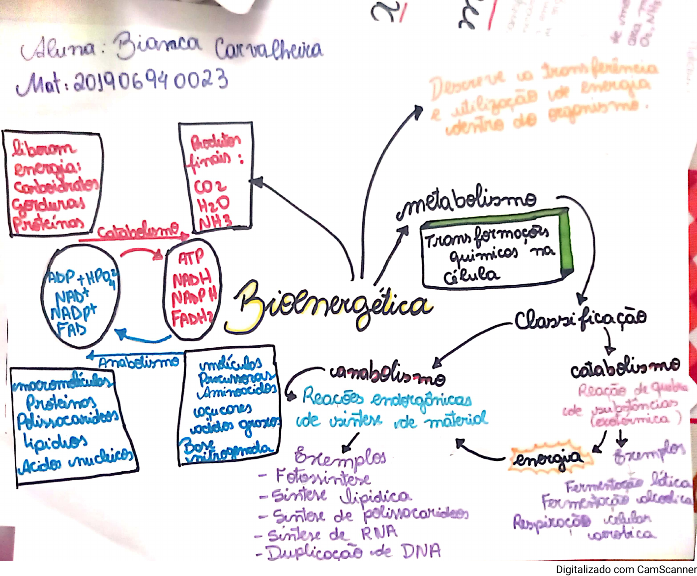 mapa mental bioenergia - Bioquímica I