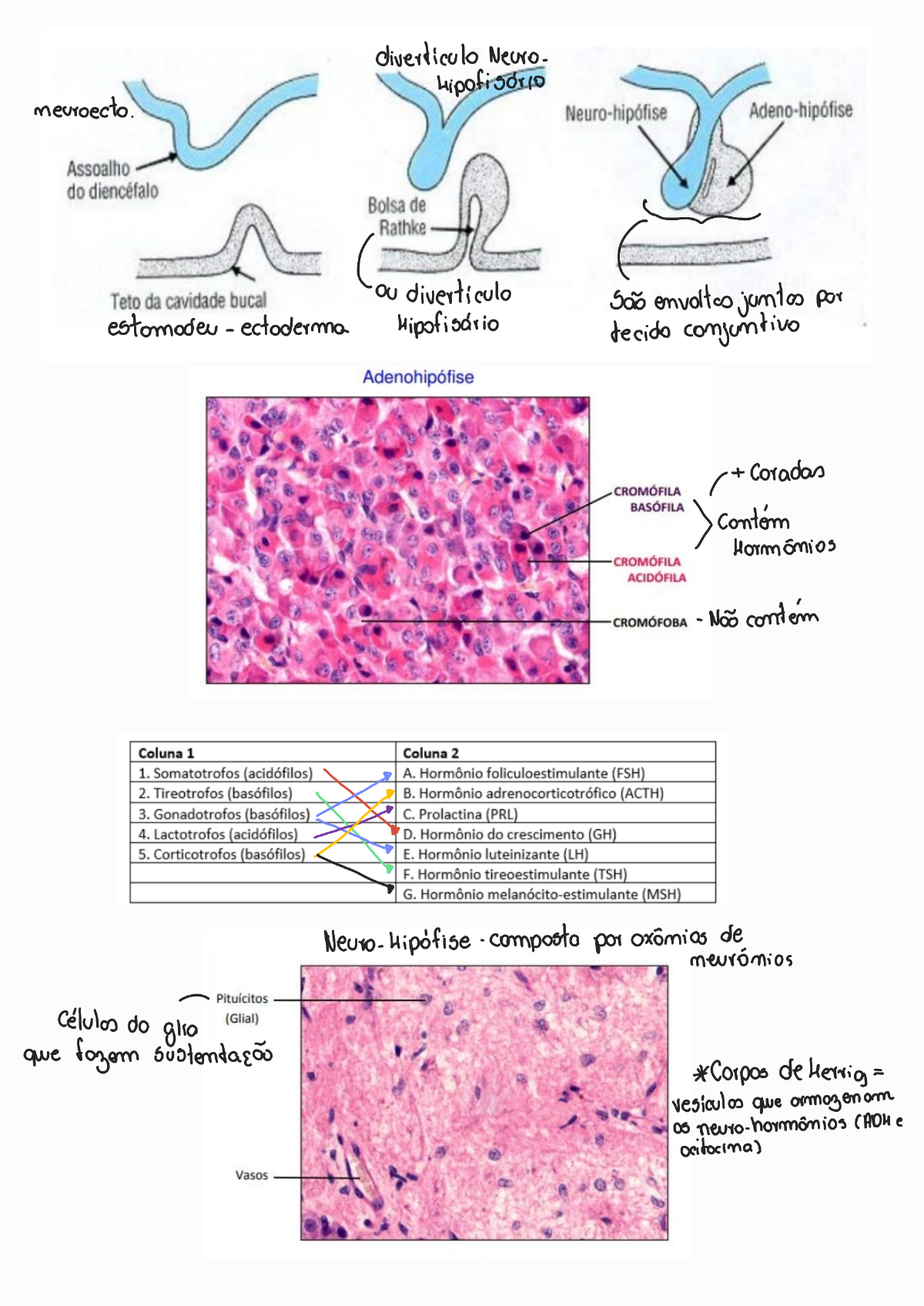 RESUMÃO Aulas Práticas De Histologia - Histologia I