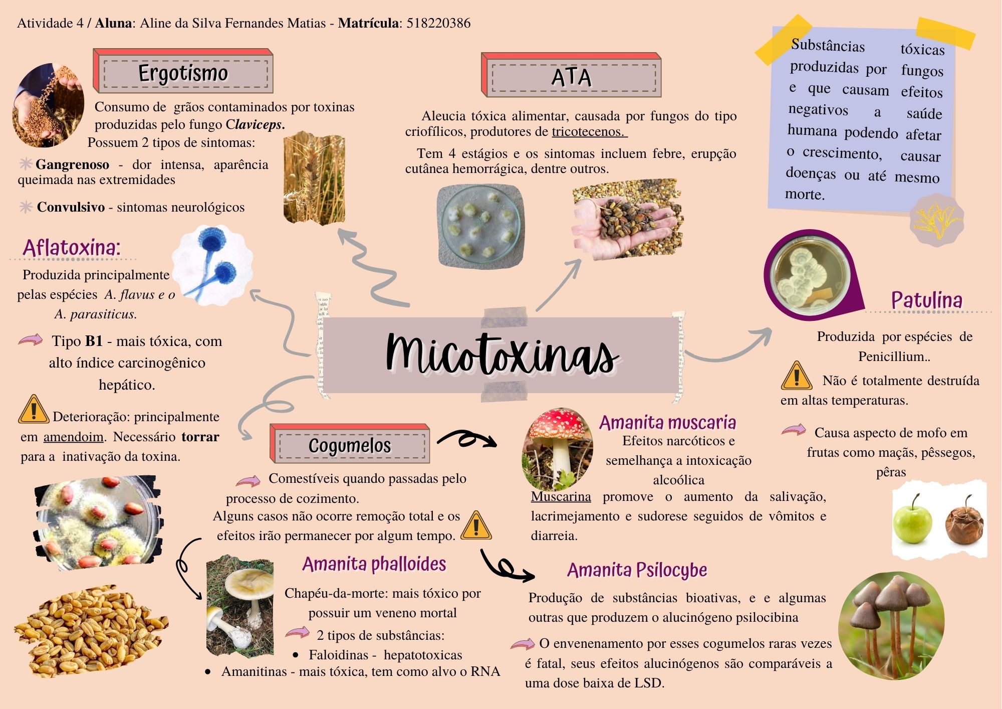 Mapa Mental Micotoxinas - Toxicologia dos Alimentos