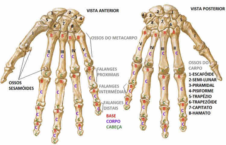 Anatomia da mão - Anatomia I