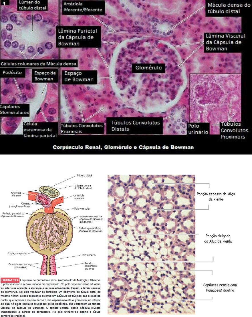 Histologia Do Aparelho Justaglomerular Sistema Renal Histologia