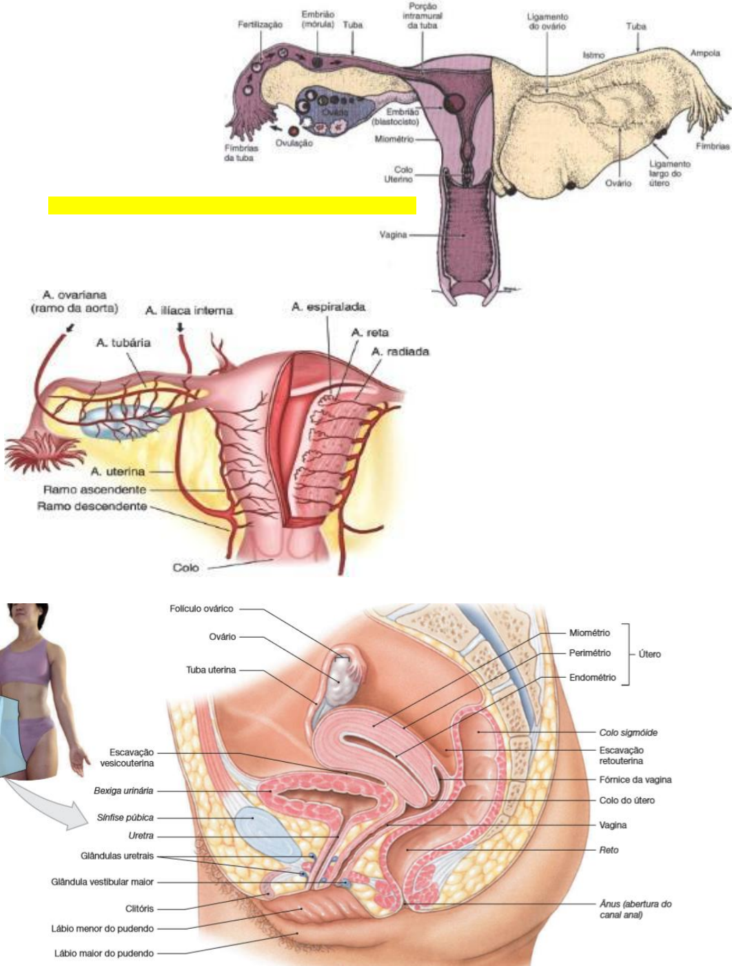 Aparelho reprodutor feminino de serpente, evidenciando os ovários