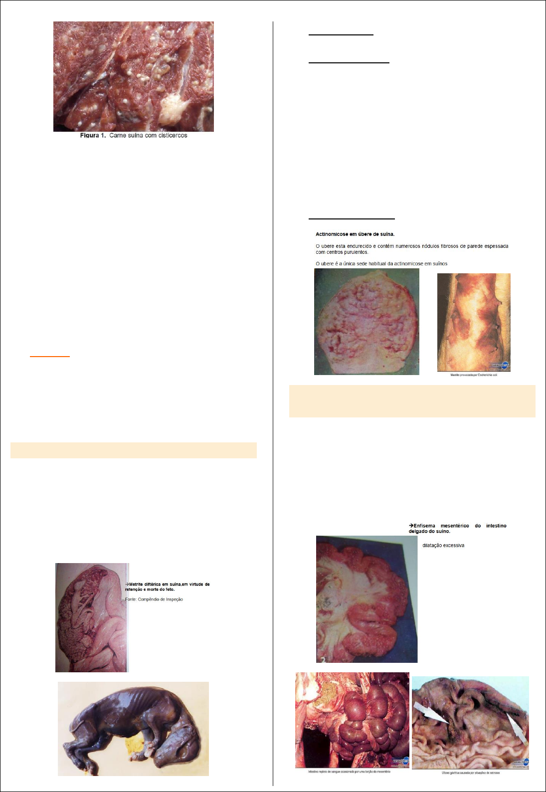 Grátis: Inspeção post-mortem de Suínos - Material Claro e Objetivo em PDF  para Estudo Rápido, image size:1095x1588