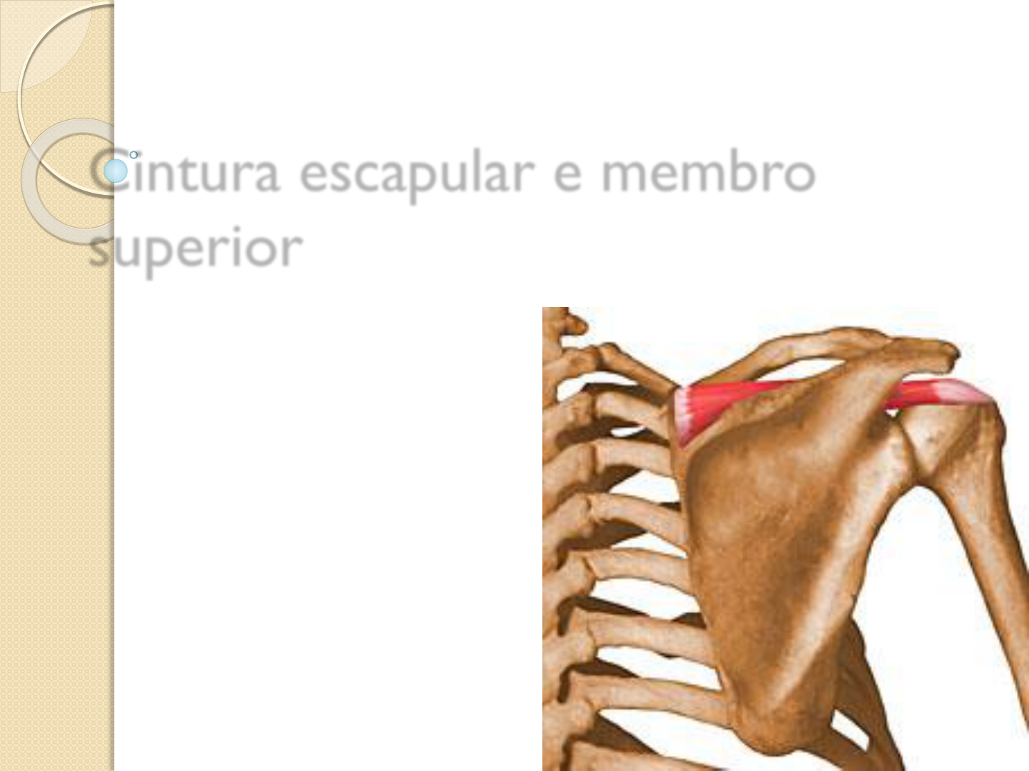 Anatomia do Aparelho Locomotor- Ossos cintura escapular e membro
