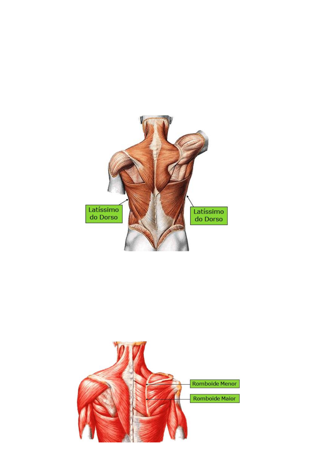 Grátis: ANATOMIA I - MÚSCULOS DO DORSO - Material Claro e Objetivo em PDF  para Estudo Rápido, image size:1053x1511