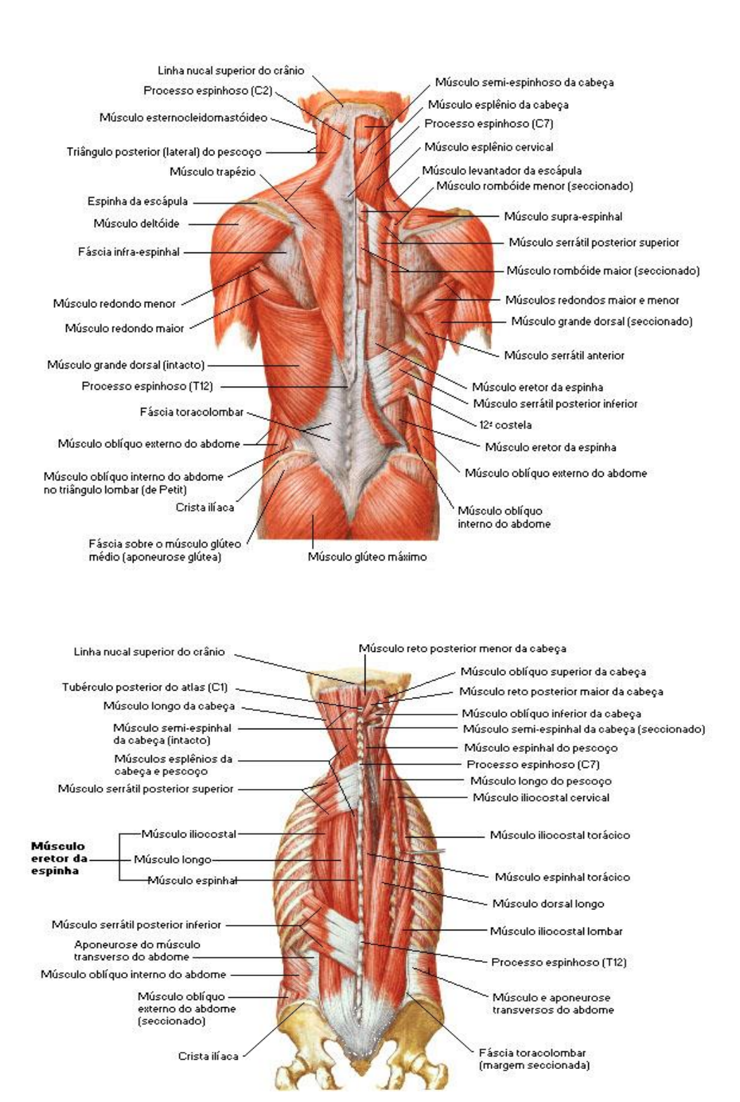 Grátis: ANATOMIA I - MÚSCULOS DO DORSO - Material Claro e Objetivo em PDF  para Estudo Rápido, image size:1053x1567
