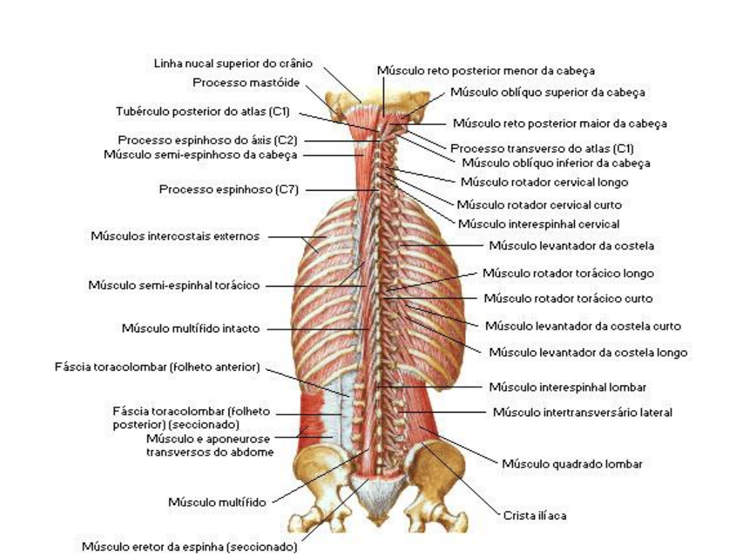 Grátis: ANATOMIA I - MÚSCULOS DO DORSO - Material Claro e Objetivo em PDF  para Estudo Rápido, image size:1053x783