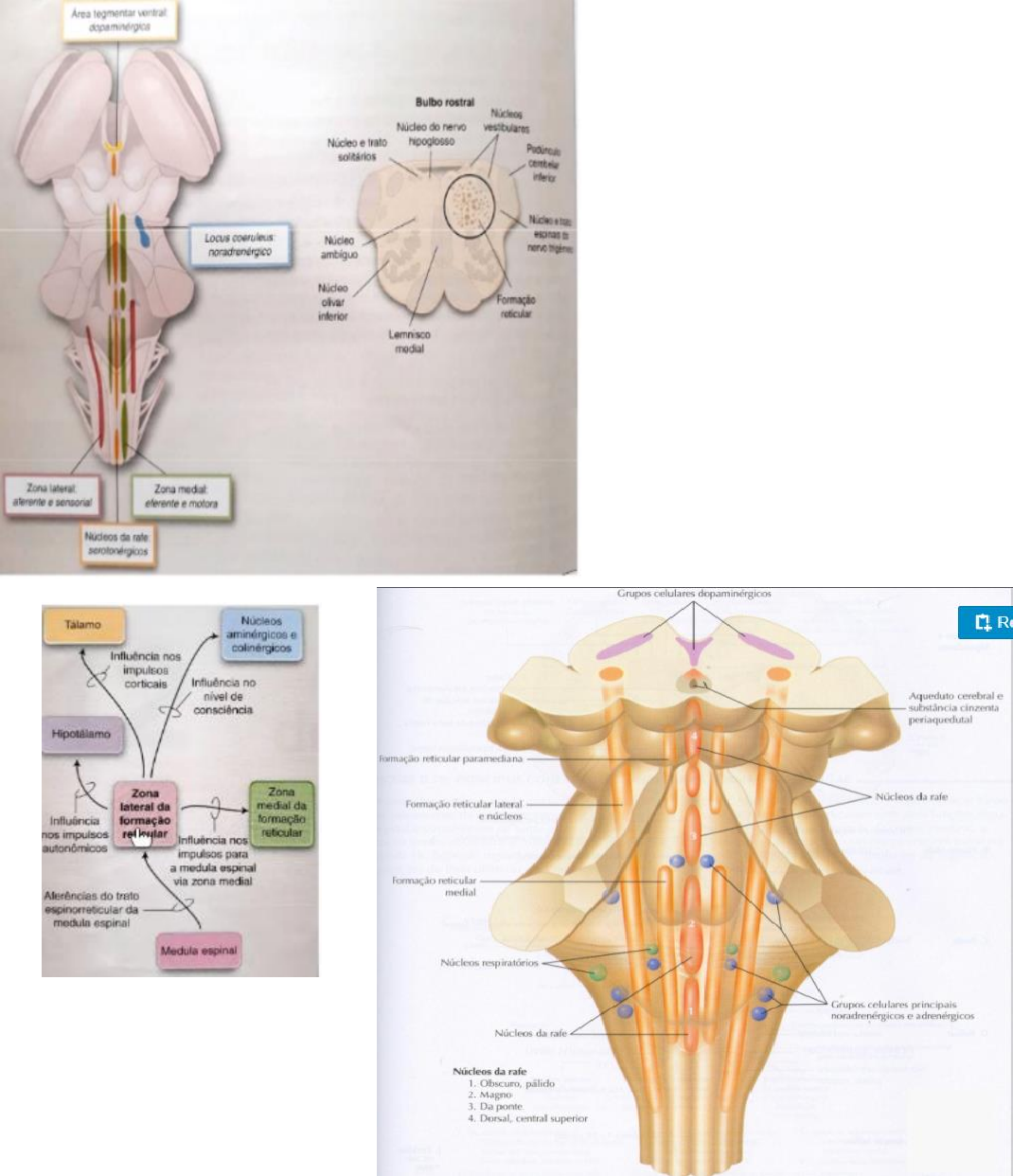 Diagrama De Formacao Reticular Formação Reticular E Anatomy