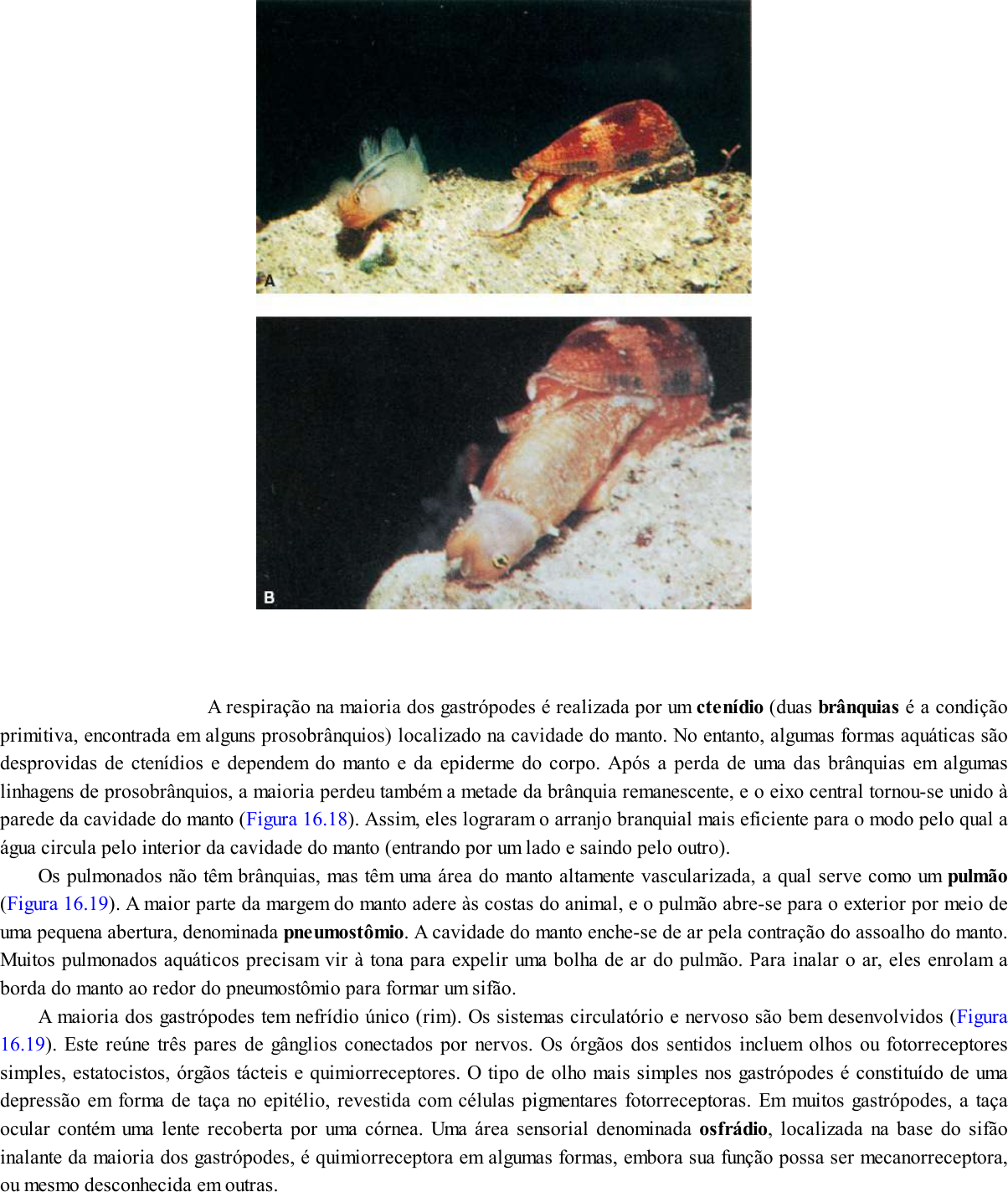 apostila-portugues-para-concurso - Flipbook by andersonvandreoliveira |  FlipHTML5, image size:1204x1424