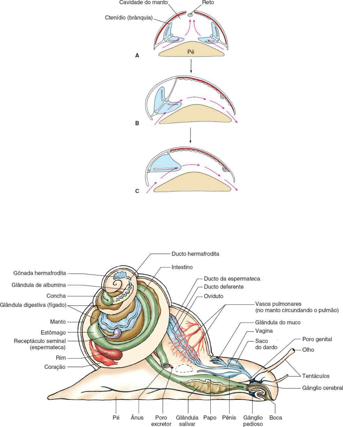Grátis: B1.Cap. Mollusca Brusca Brusca 2016 - port - Material Claro e  Objetivo em PDF para Estudo Rápido, image size:1180x1468