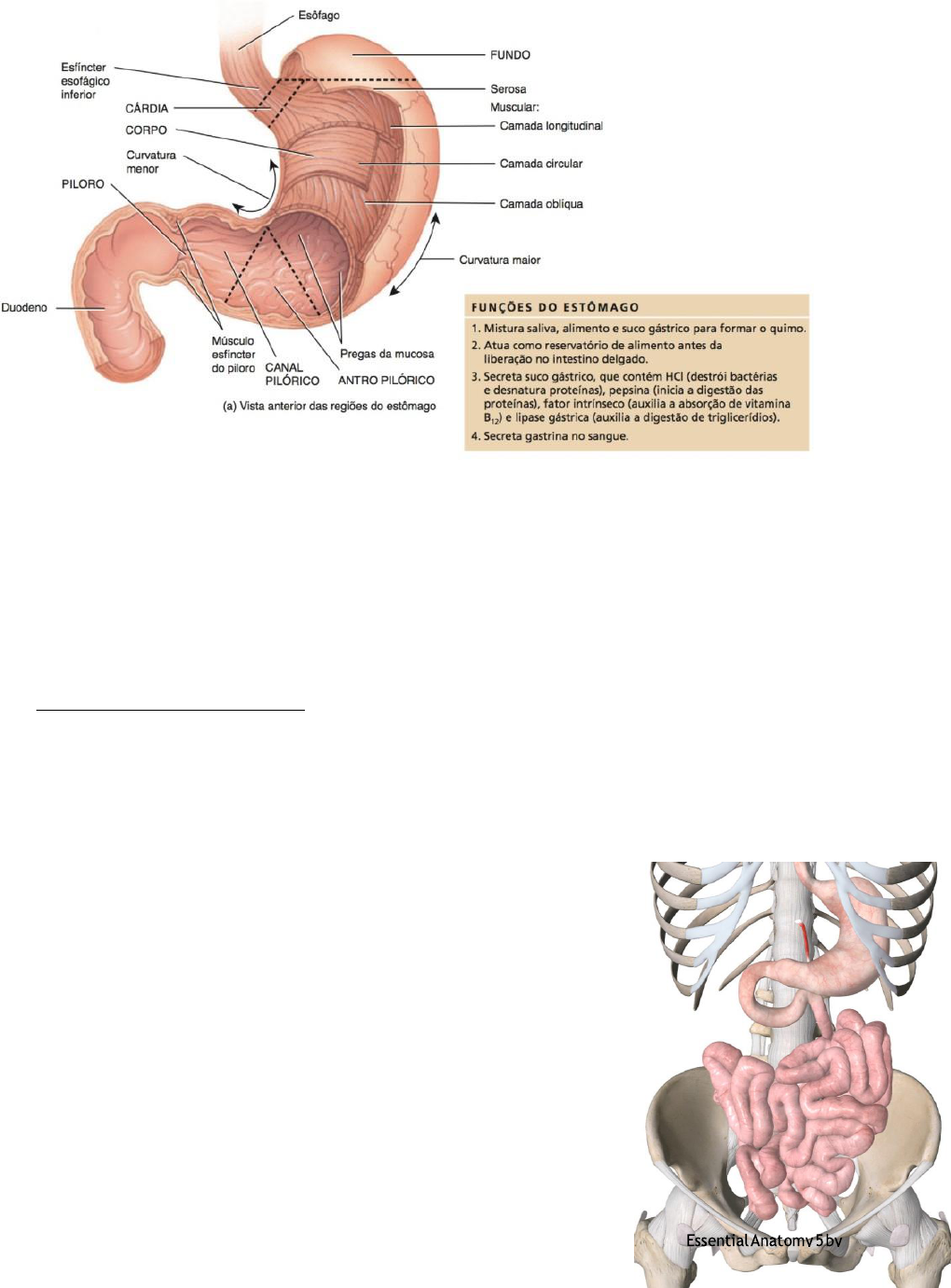 Grátis: Materia de Apoio - Sistema Digestório - Material Claro e Objetivo  em PDF para Estudo Rápido, image size:1020x1381