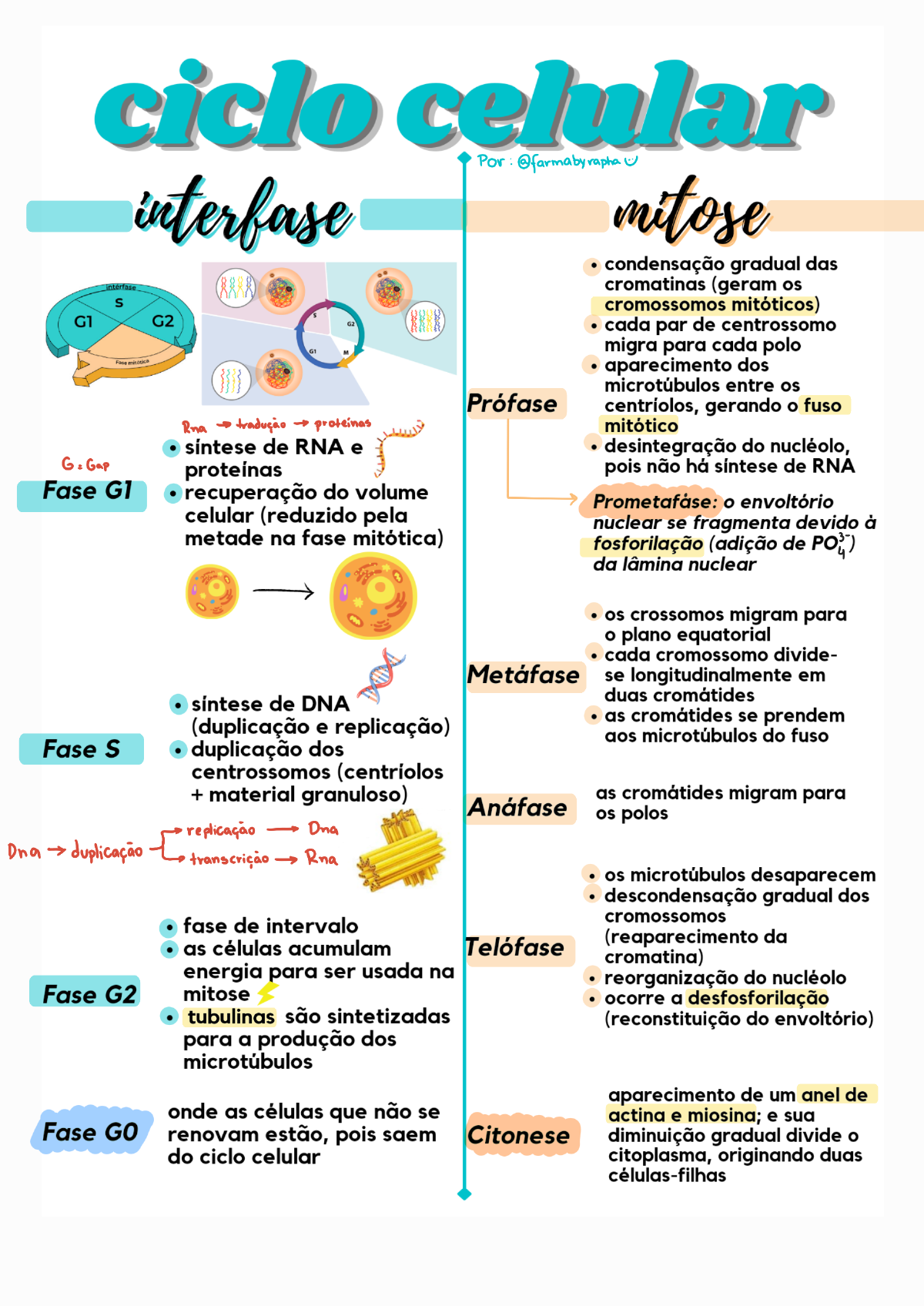 MITOSE - Histologia I