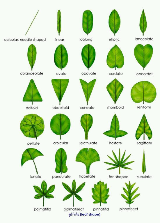 Tipos De Folhas Botânica 7736