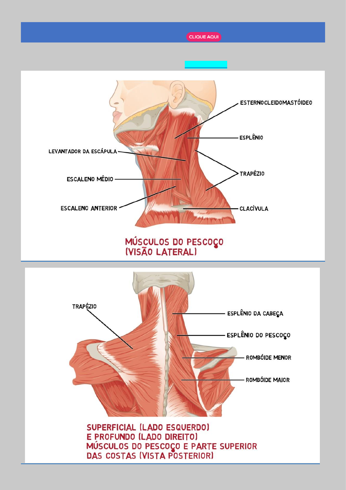 músculos das costas e pescoço