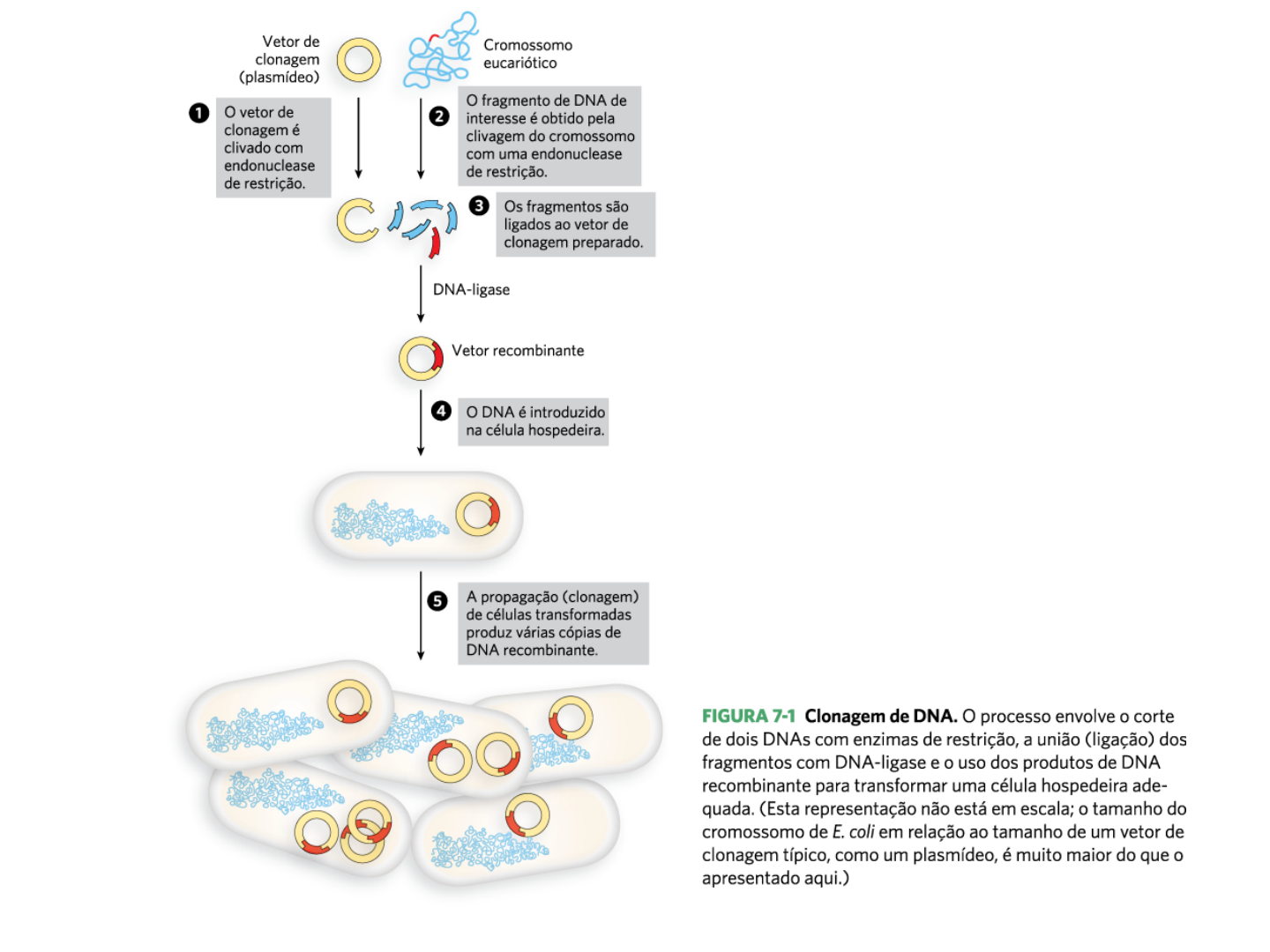 Estrategias empleadas en el desarrollo de una vacuna contra el COVID-1 -  AllScience, image size:1440x1080