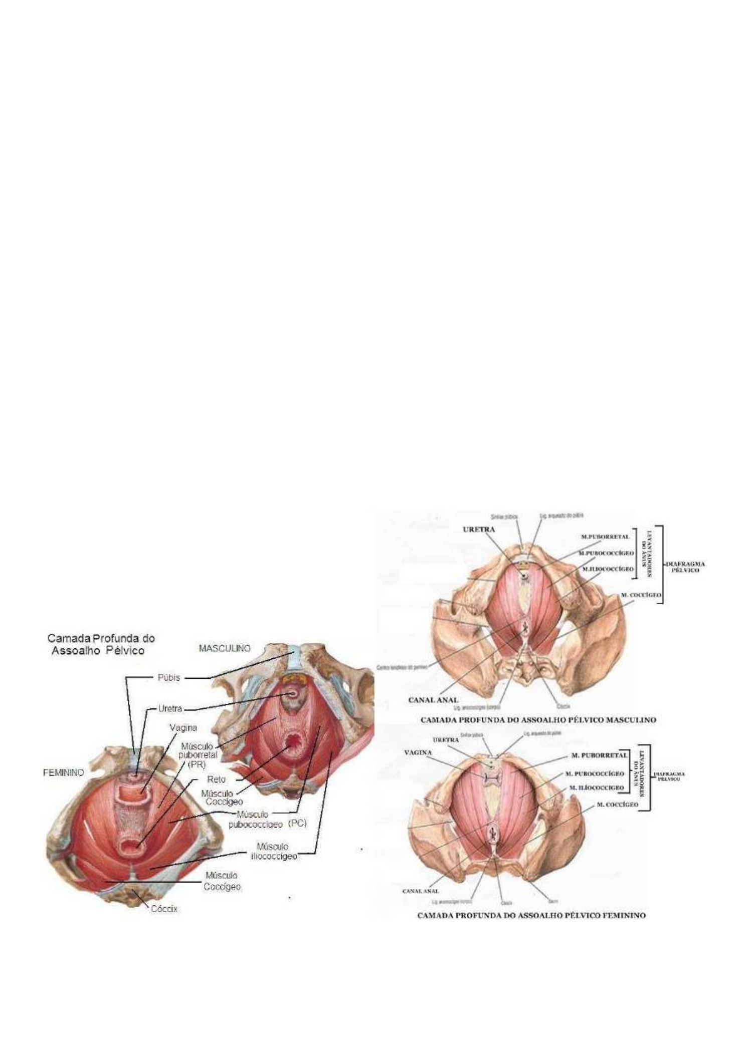 Anatomia Pelvis Anatomia Anatomia I 4590