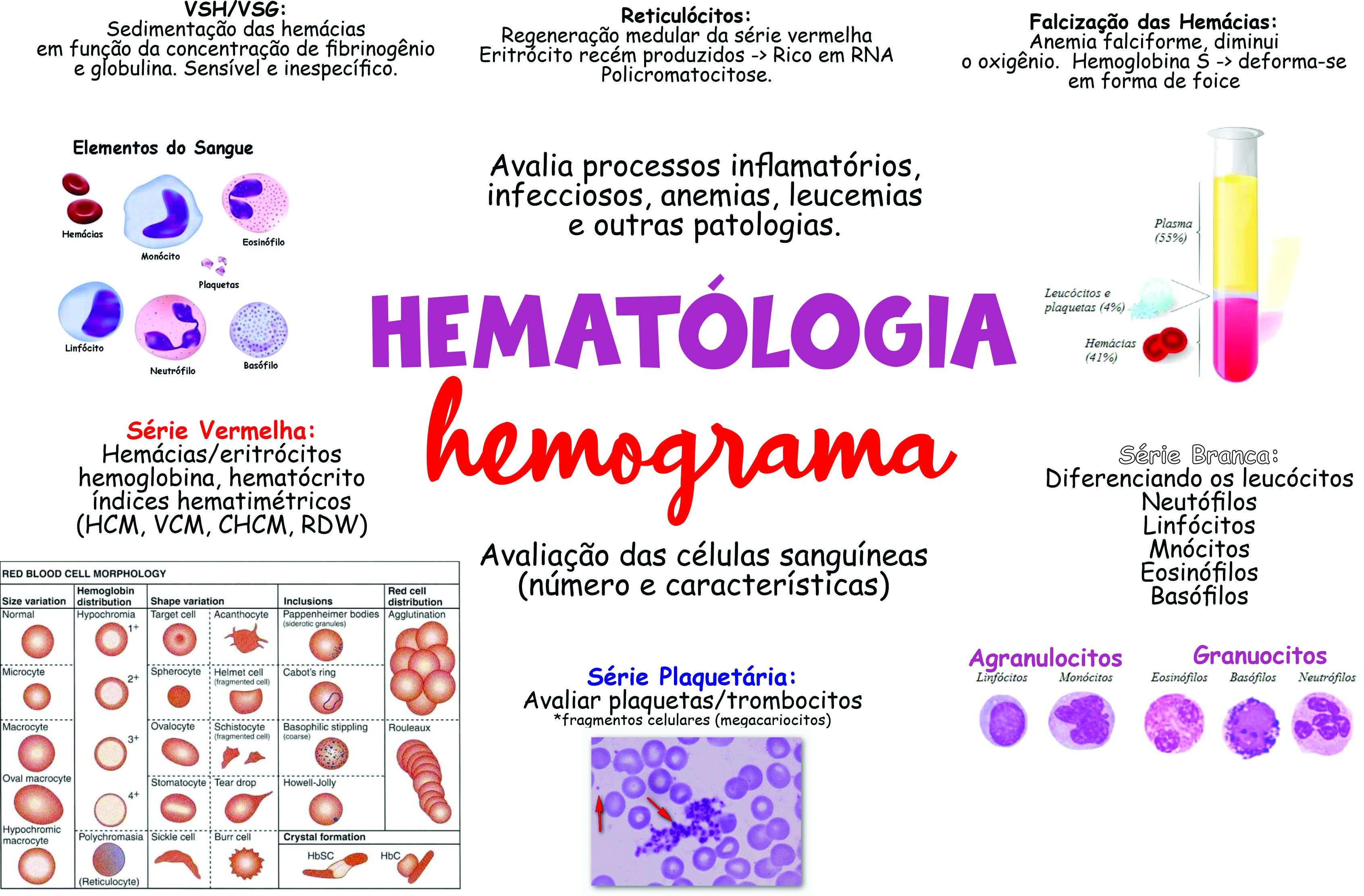 Mapa mental Hematologia 01 - Hematologia