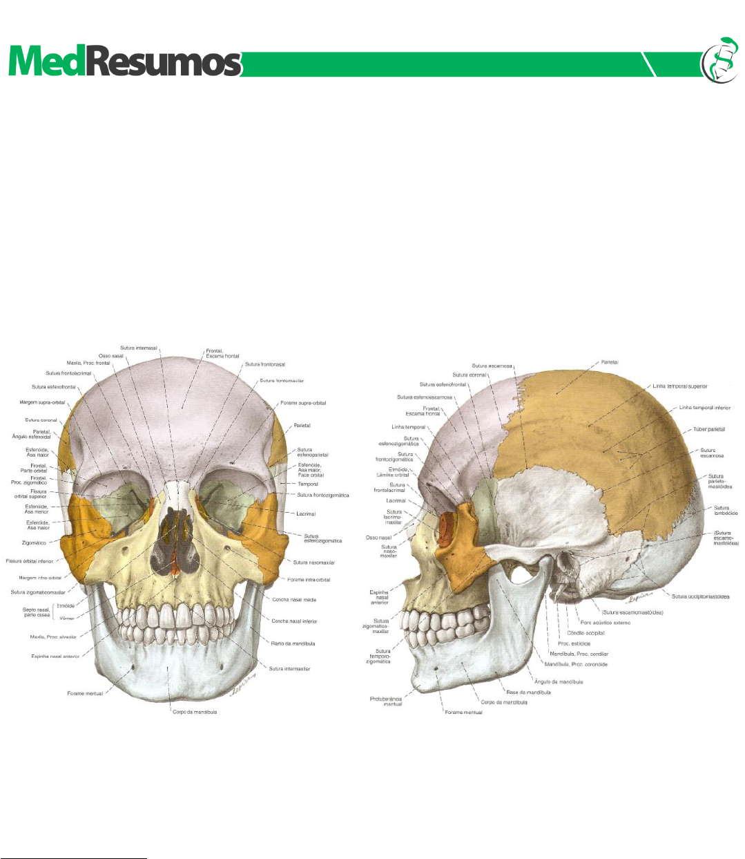 ☢️ ANATOMIA RESUMIDA ☢️ Ossos do Corpo Humano No #card2