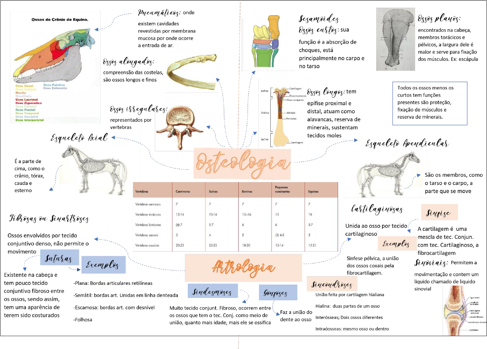 osteologia pdf f - Osteologia