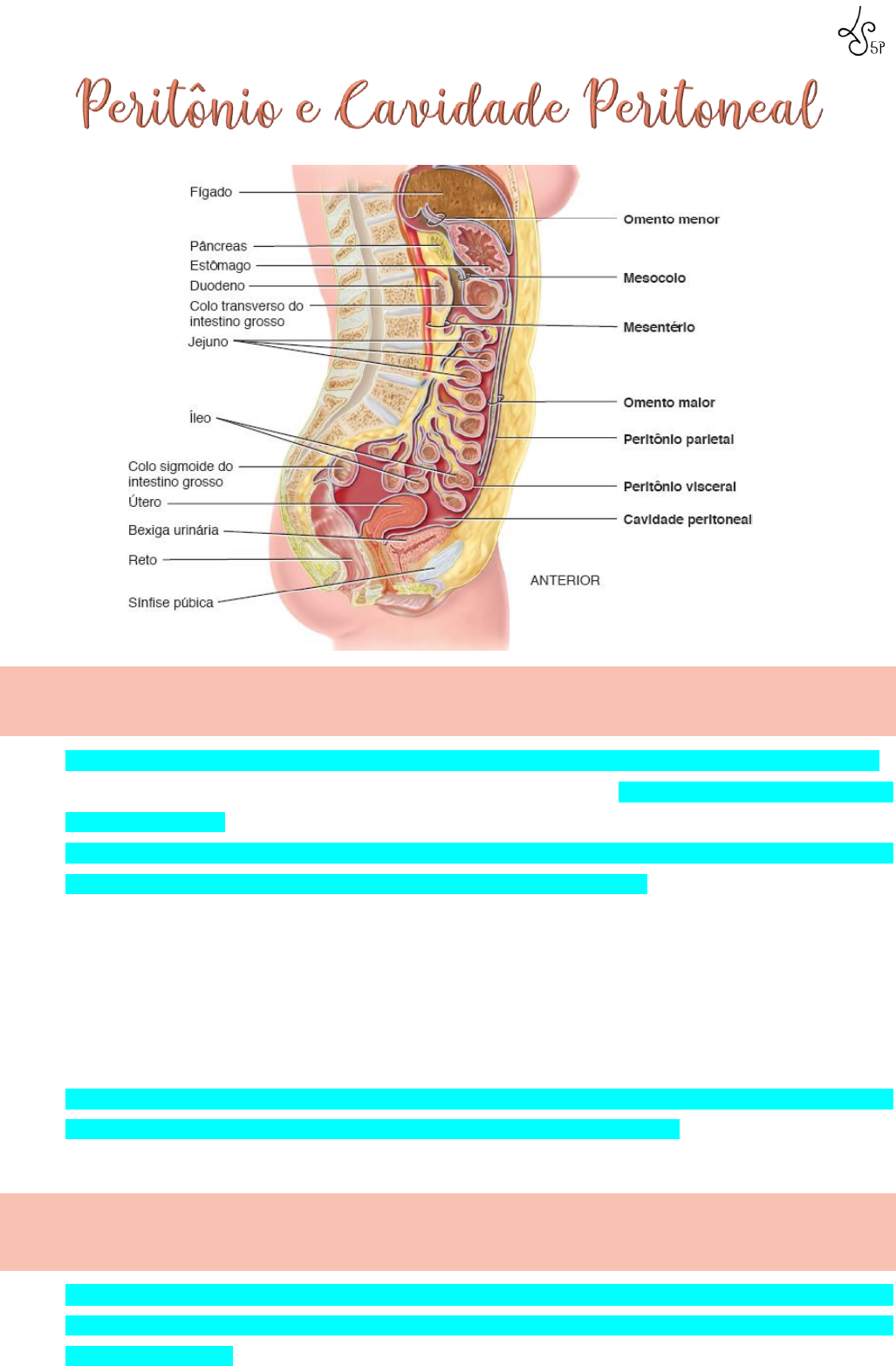 Peritônio e cavidade peritoneal: Anatomia e Função