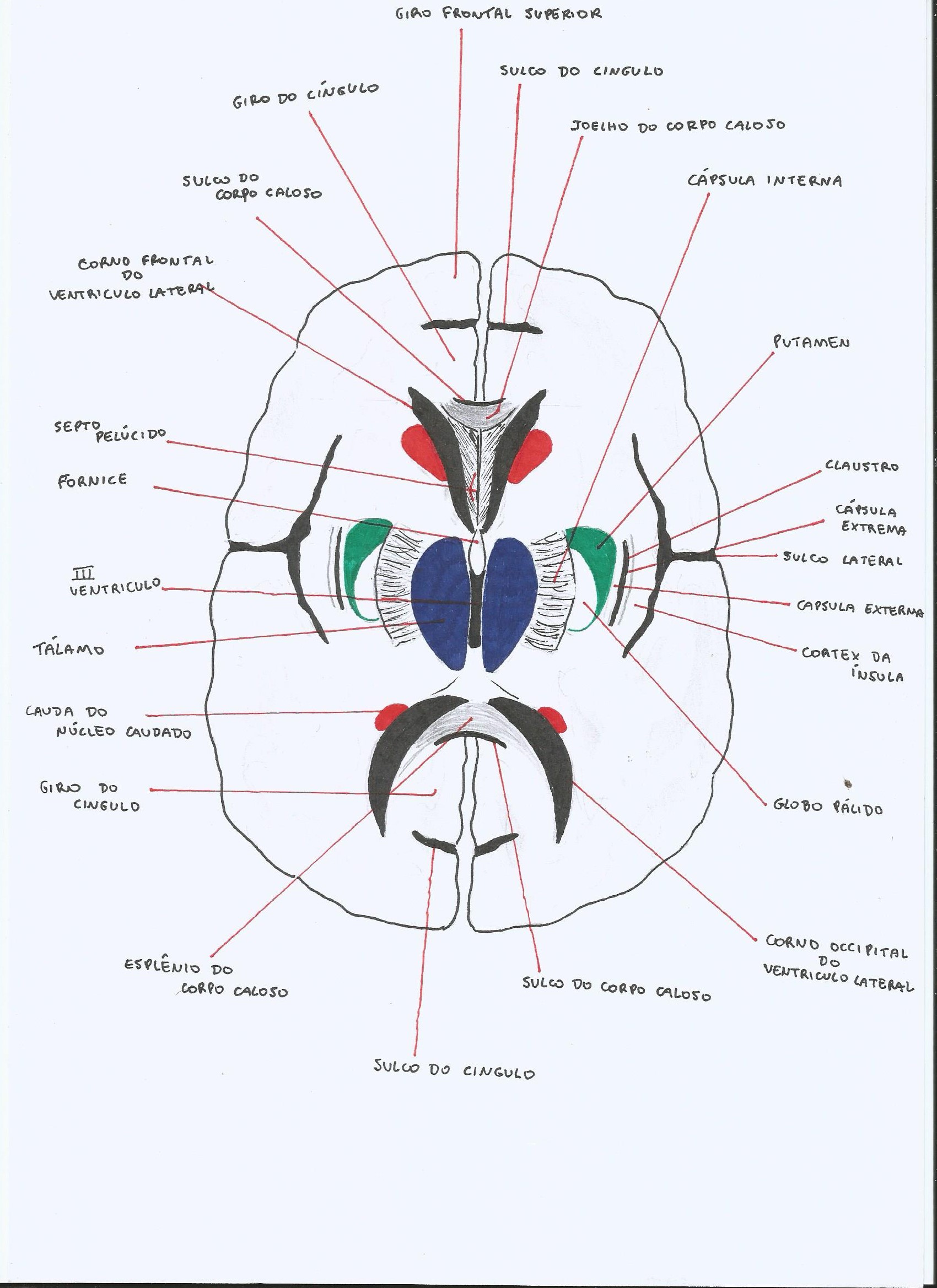 Estudo Neuroanatomia - Neuroanatomia E Neurofisiologia