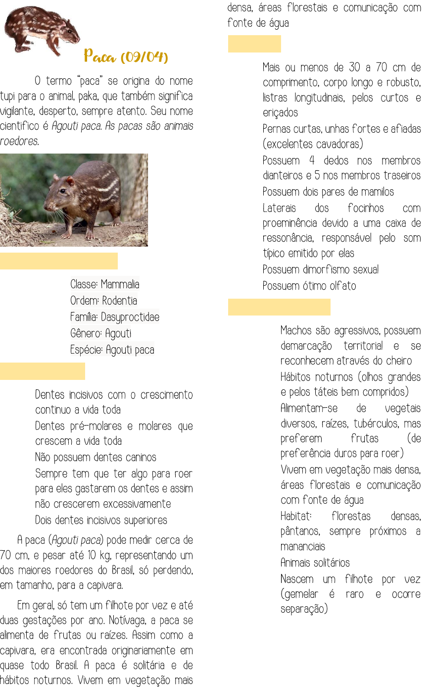 Animal Capivara PNG , Capivara, Animal, Animais Raros PNG Imagem para  download gratuito