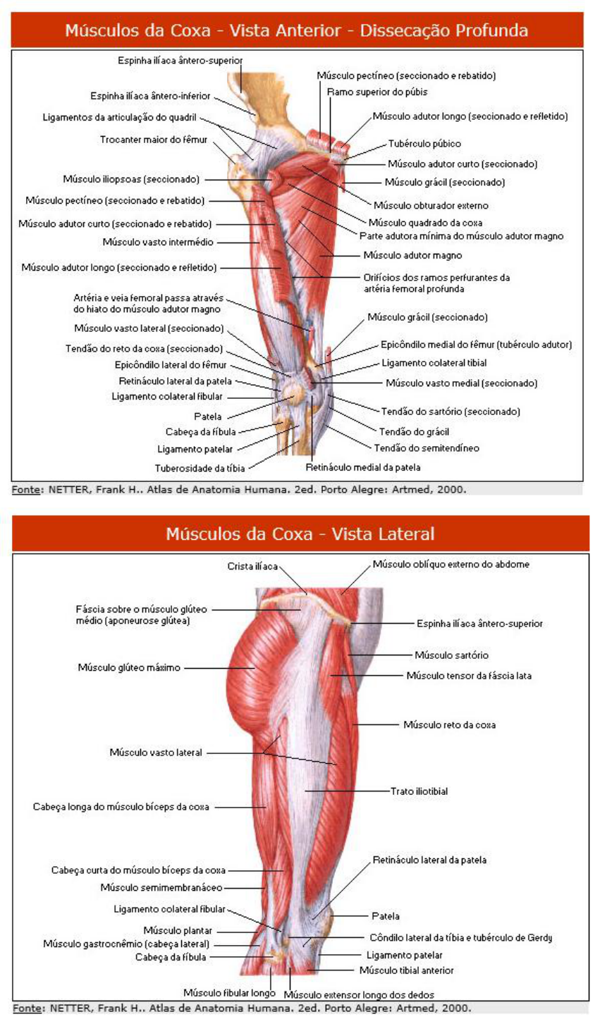 anatomia muscular dos membros inferiores