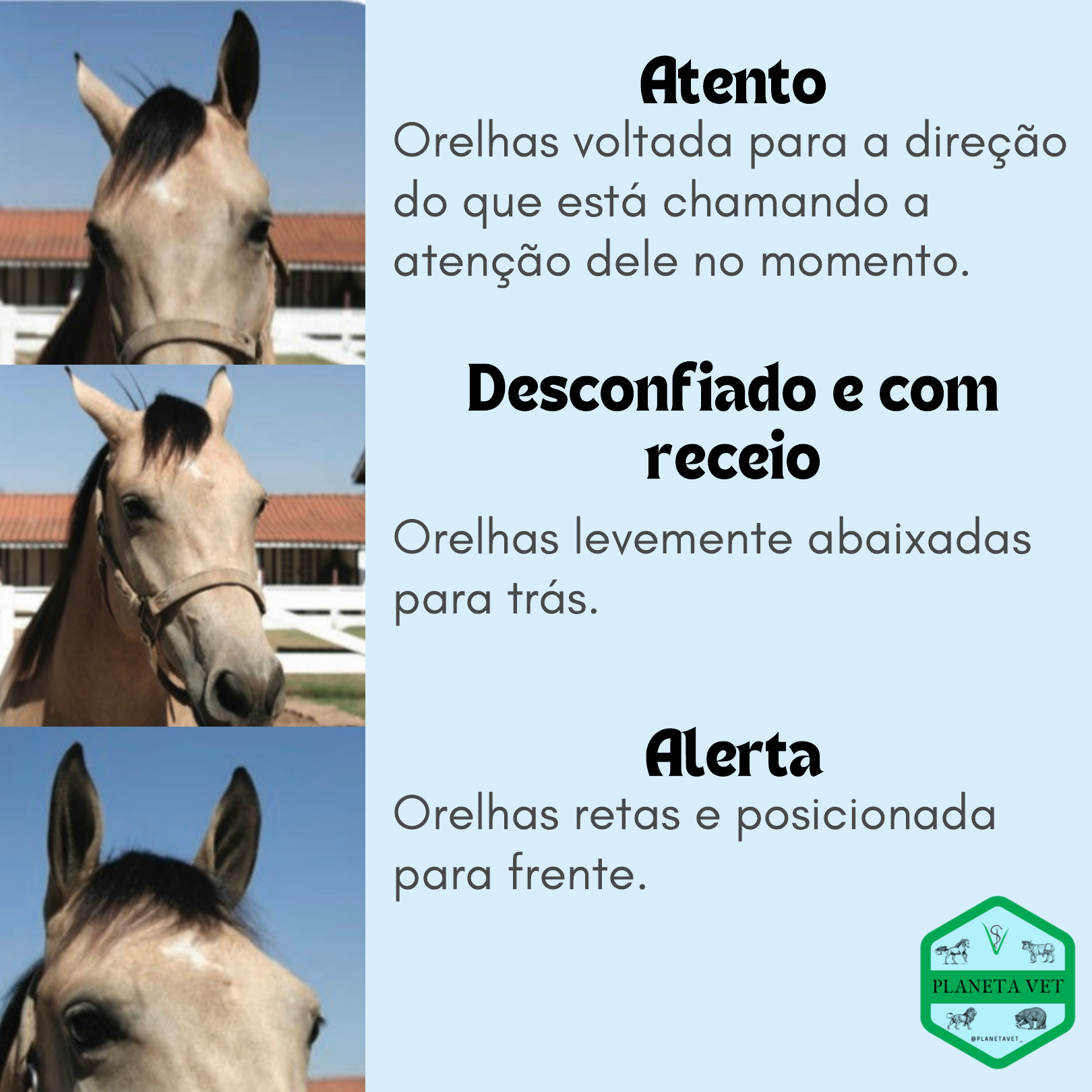 meme do cavalo desconfiado｜Pesquisa do TikTok