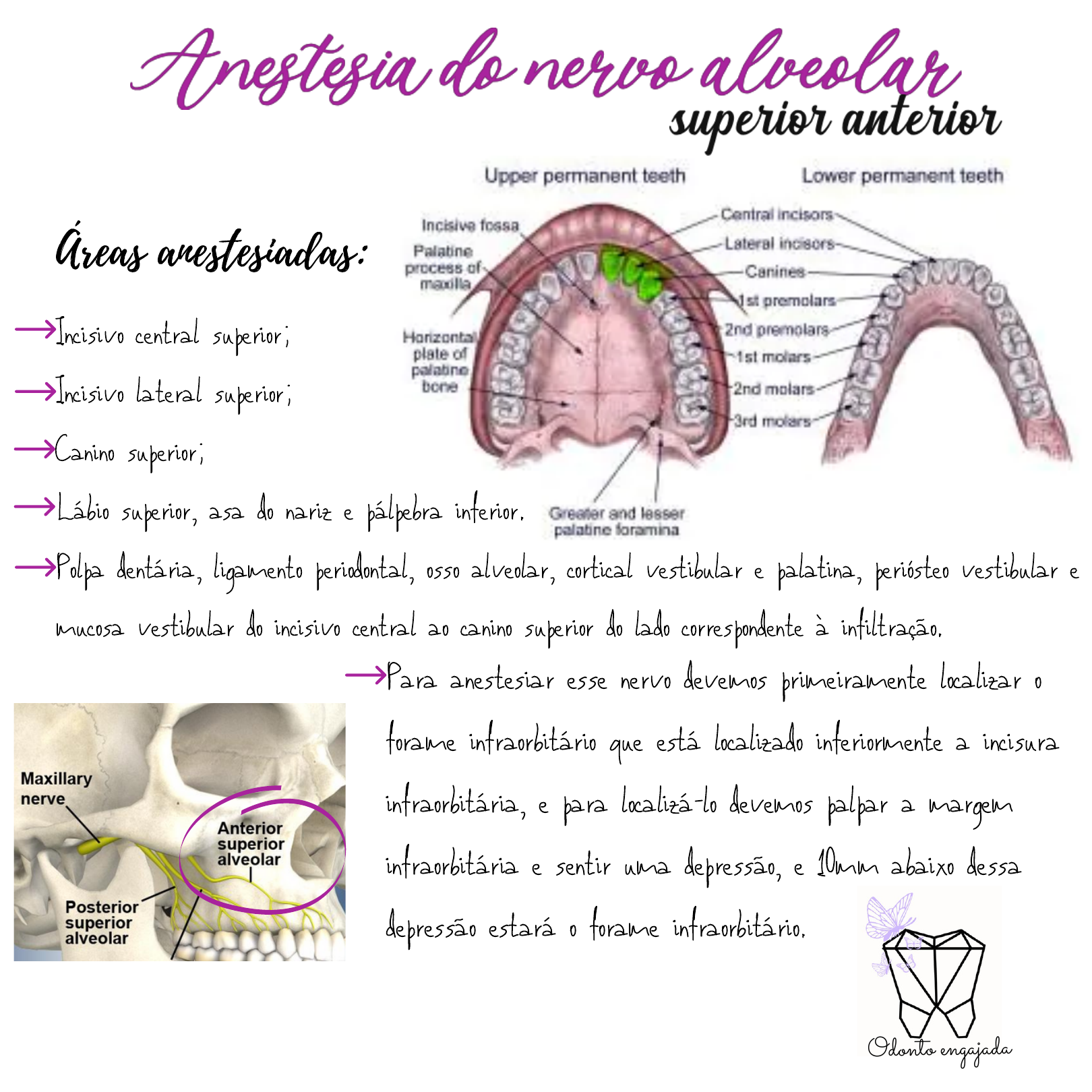 Bloqueio Do Nervo Alveolar Postero Superior Resumo Das T cnicas De