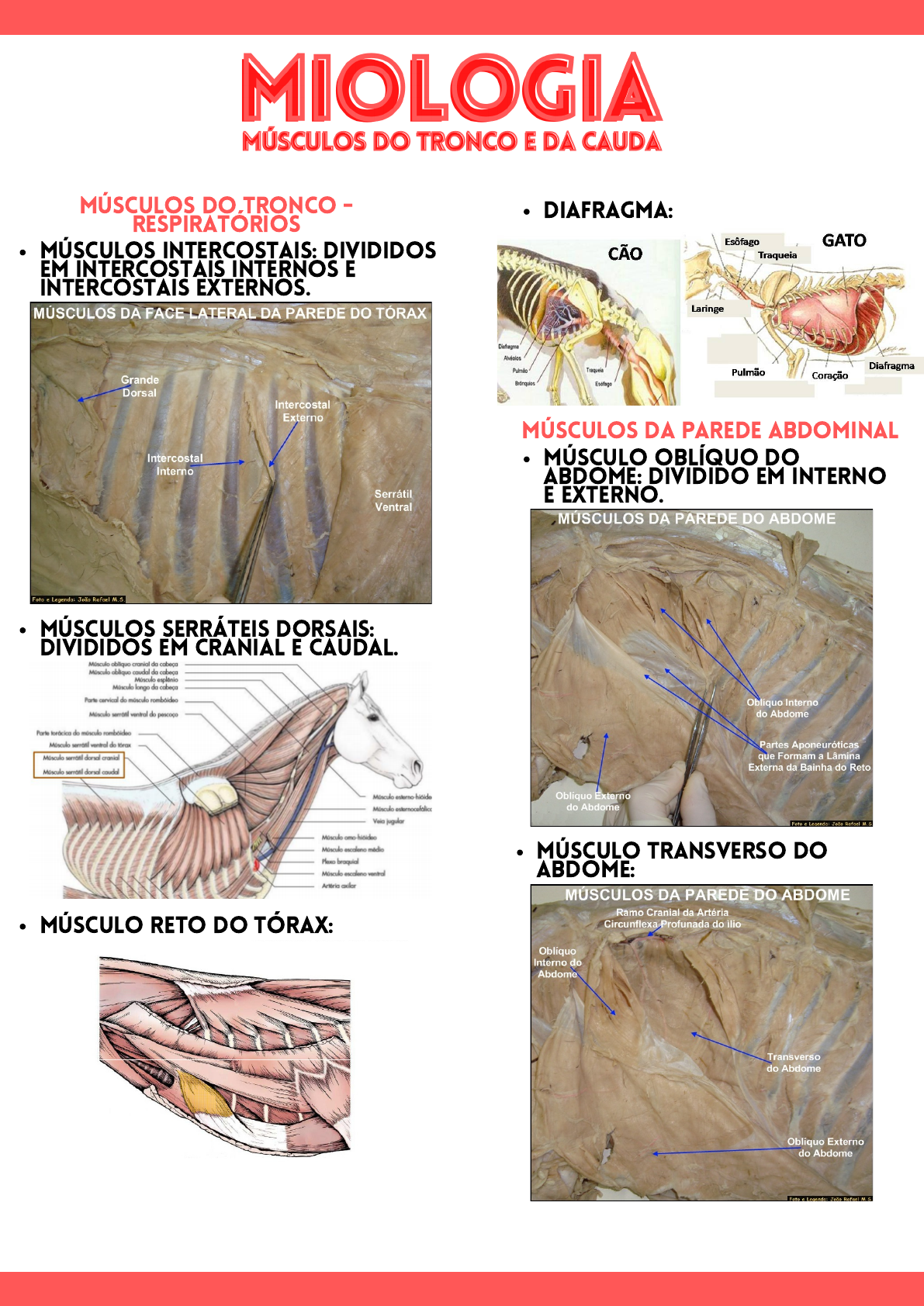 Miologia Musculos Do Tronco E Da Cauda Ca I Macro Corpo Animal I