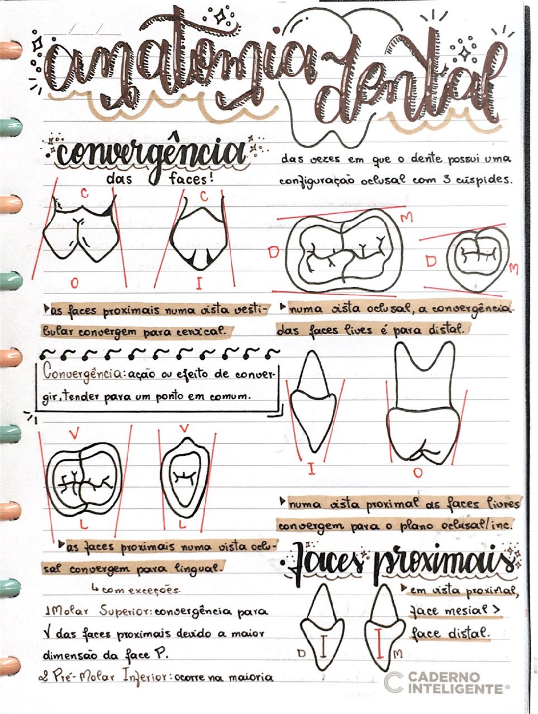 Convergencia Faces Bossas Odontologia