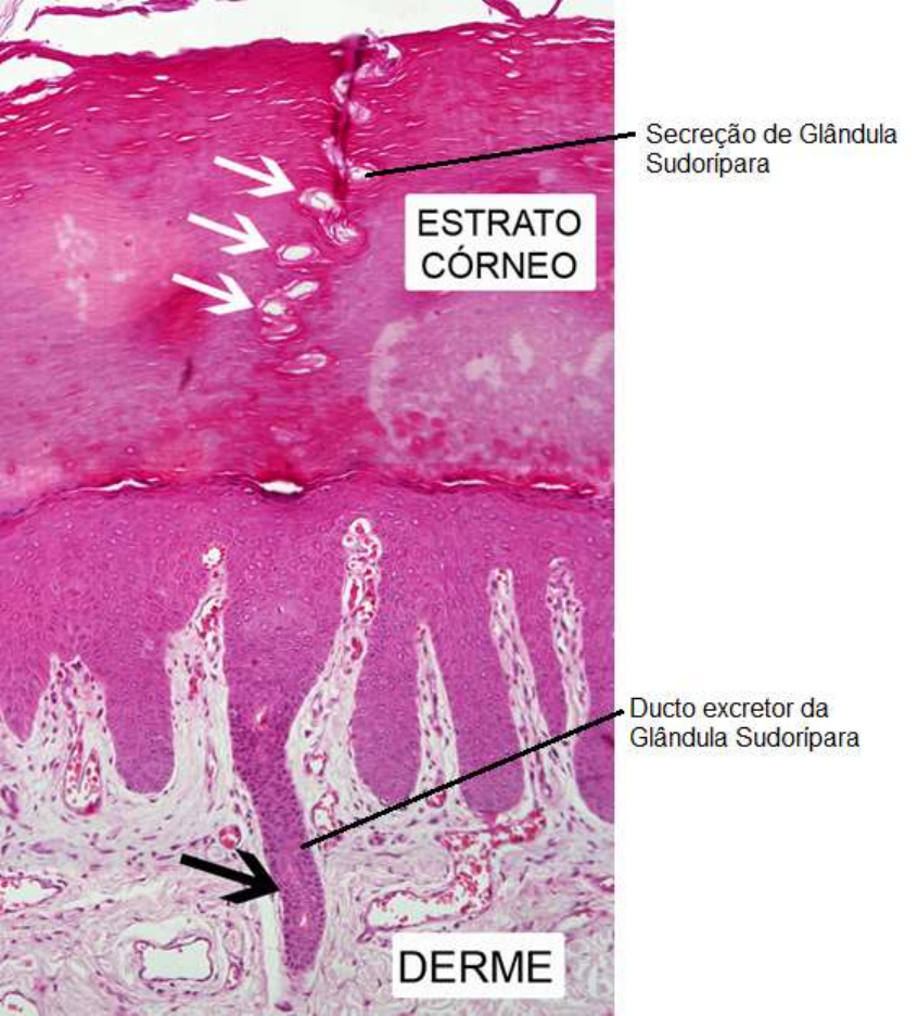 histología del folículo piloso