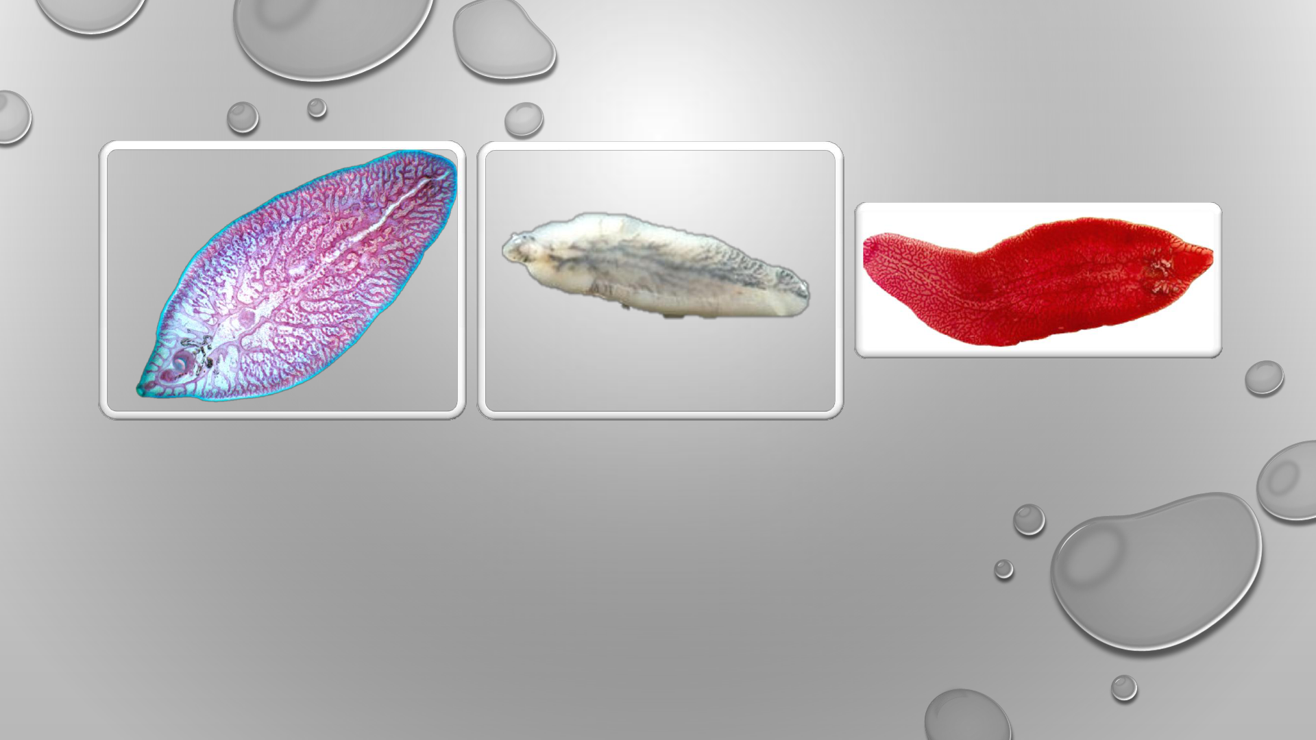 Grátis: Fascíola hepática - Material Claro e Objetivo em PDF para Estudo  Rápido, image size:1920x1080