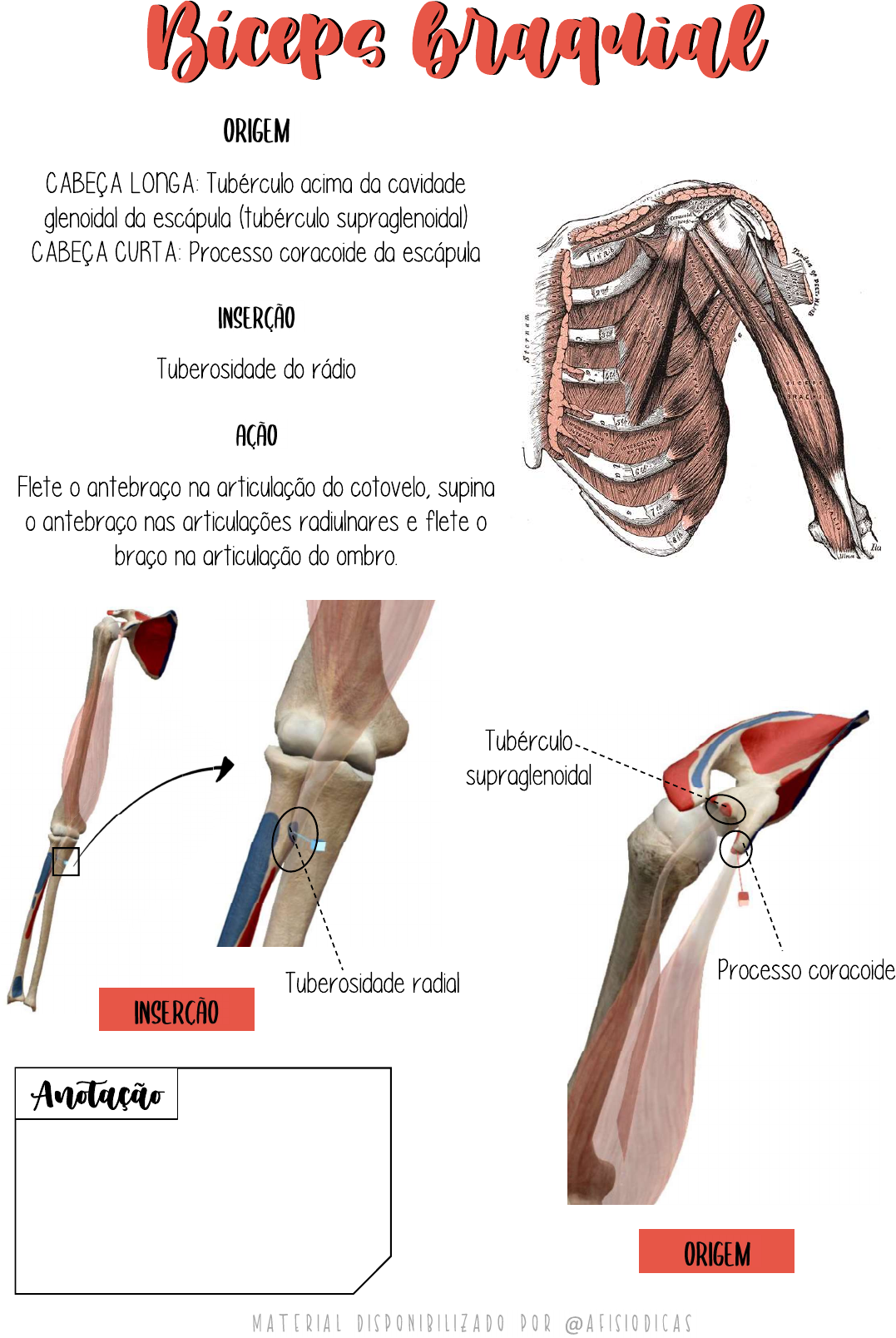 Bíceps braquial Cinesiologia e Biomecânica Bíceps braquial Cinesiologia e Biomecânica
