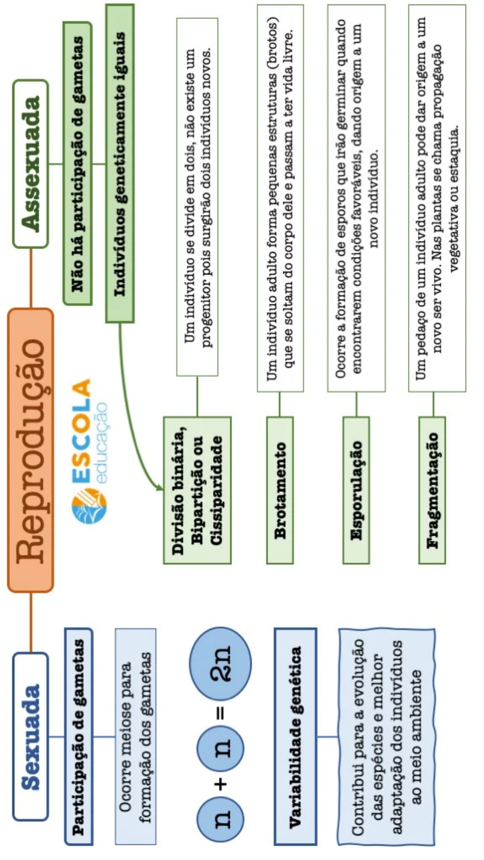 Mapa Mental Reprodução Assexuada - BAMEDU
