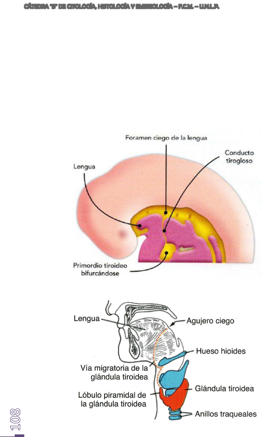 embriología del foramen ciego