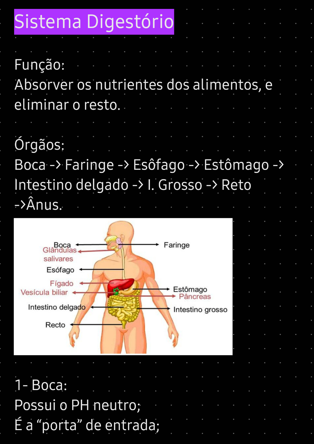 Resumão Sistema Digestório Janayna Fontoura Anatomorfofisiologia