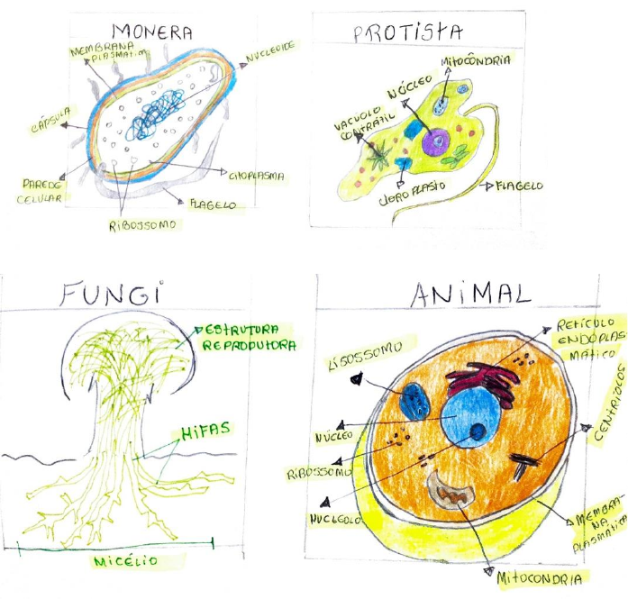 Desenhos esquemáticos da célula eucariótica vegetal