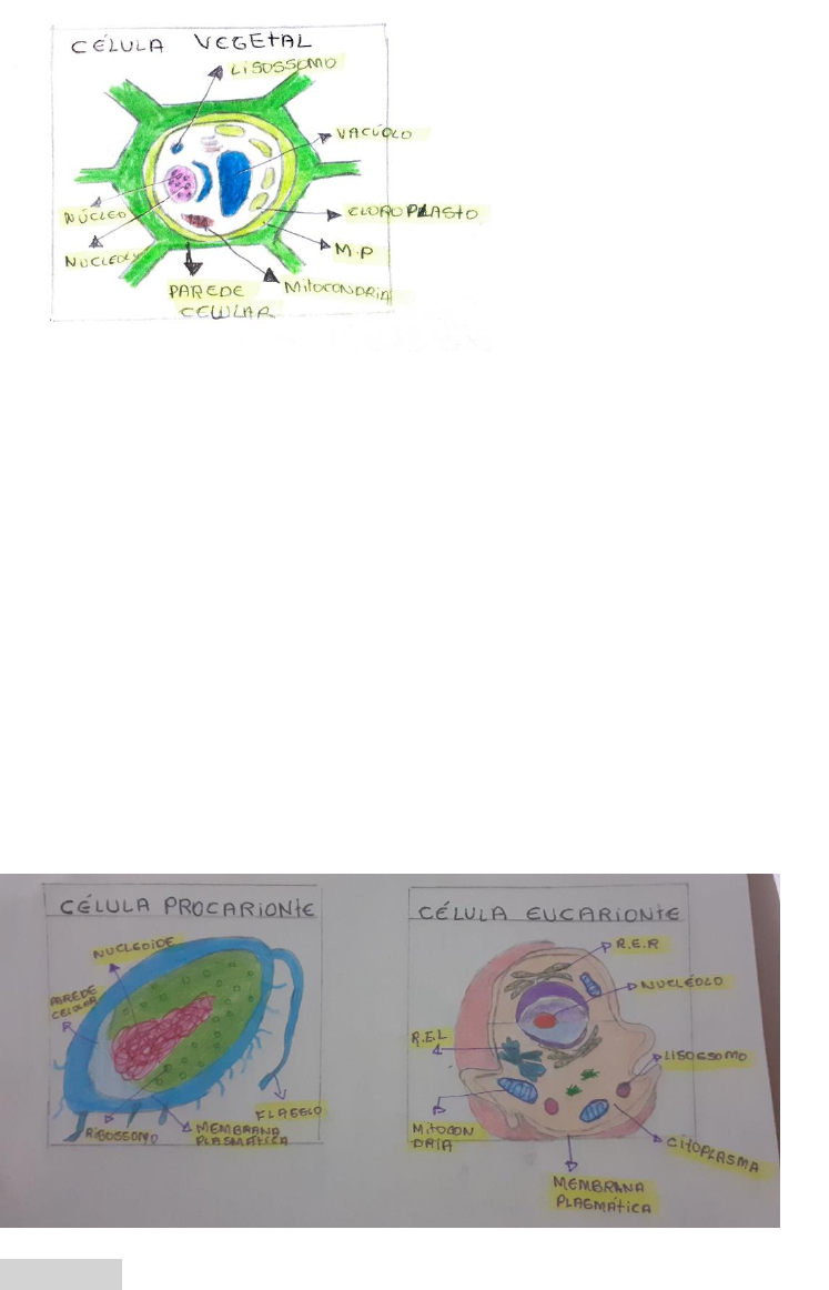 Desenhos esquemáticos da célula eucariótica vegetal