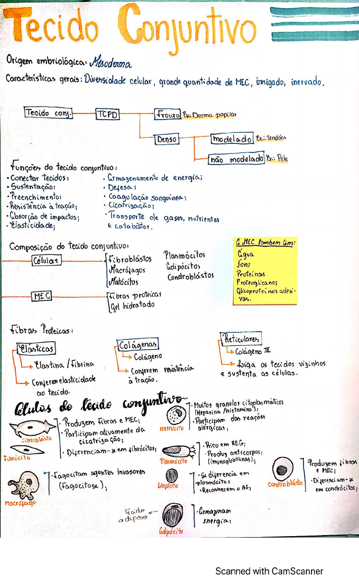 Tecido Conjuntivo Rafaela M Neto Histologia Veterin Ria