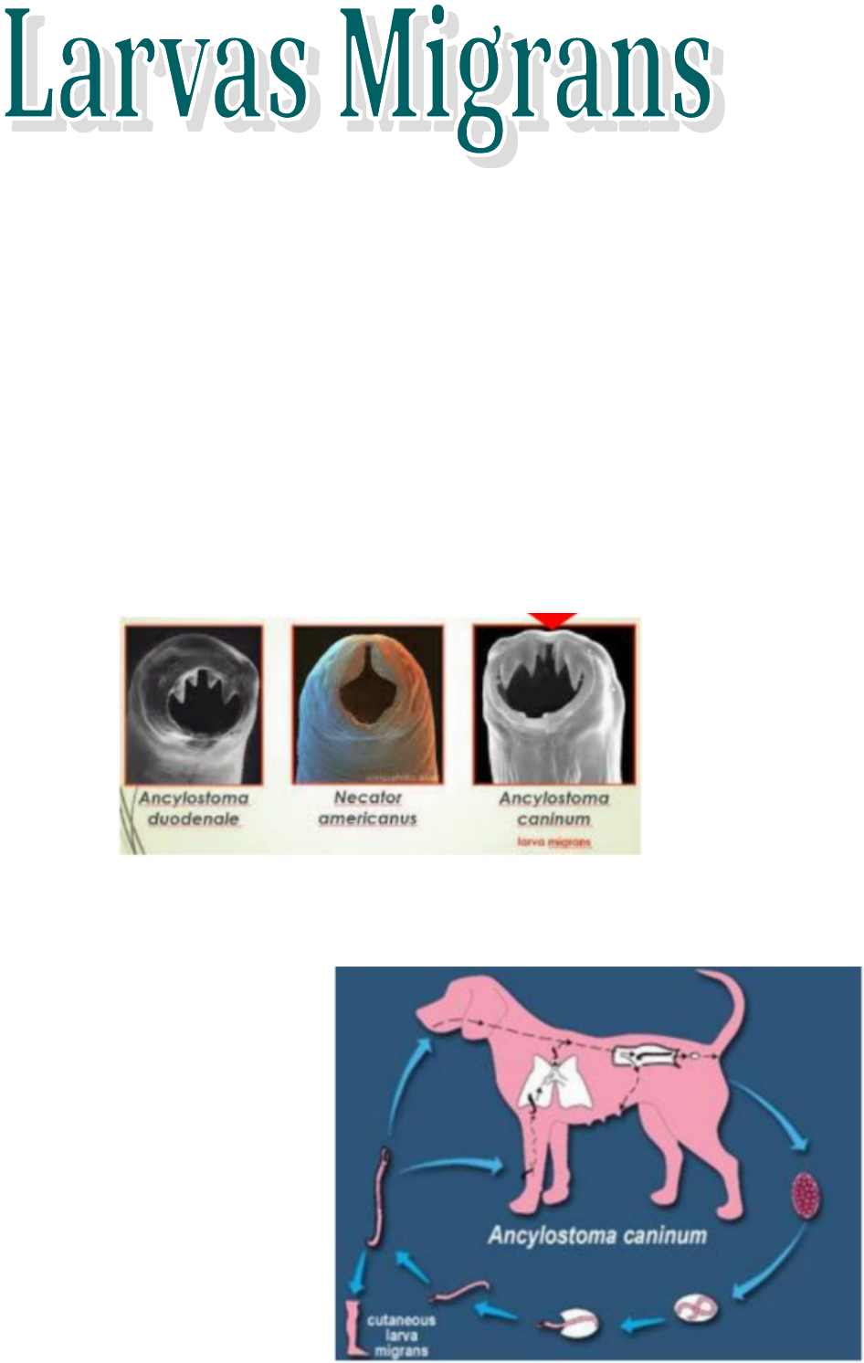 24.6: Infecções helmínticas do trato gastrointestinal - Global, image size:946x1492