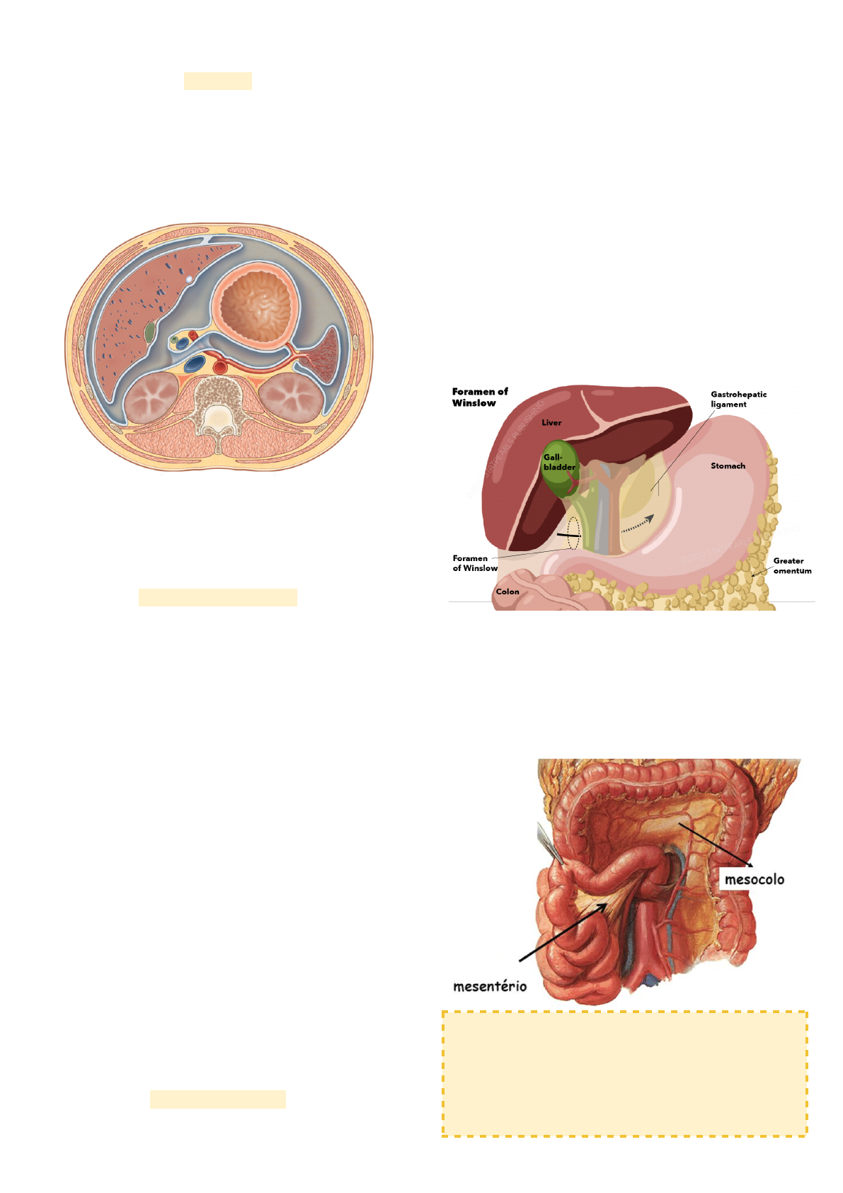 Peritônio e cavidade peritoneal: Anatomia e Função