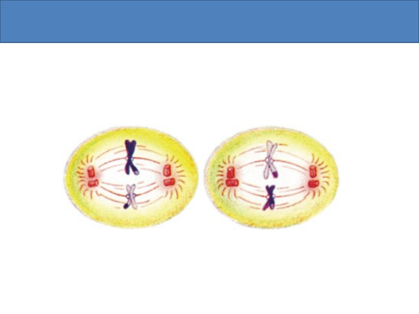 PPT - MITOSE E MEIOSE - CICLOS CELULARES PowerPoint Presentation, free  download - ID:3145974, image size:1440x1080