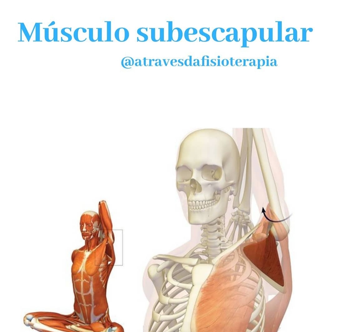 Músculo Subescapular - Anatomia I