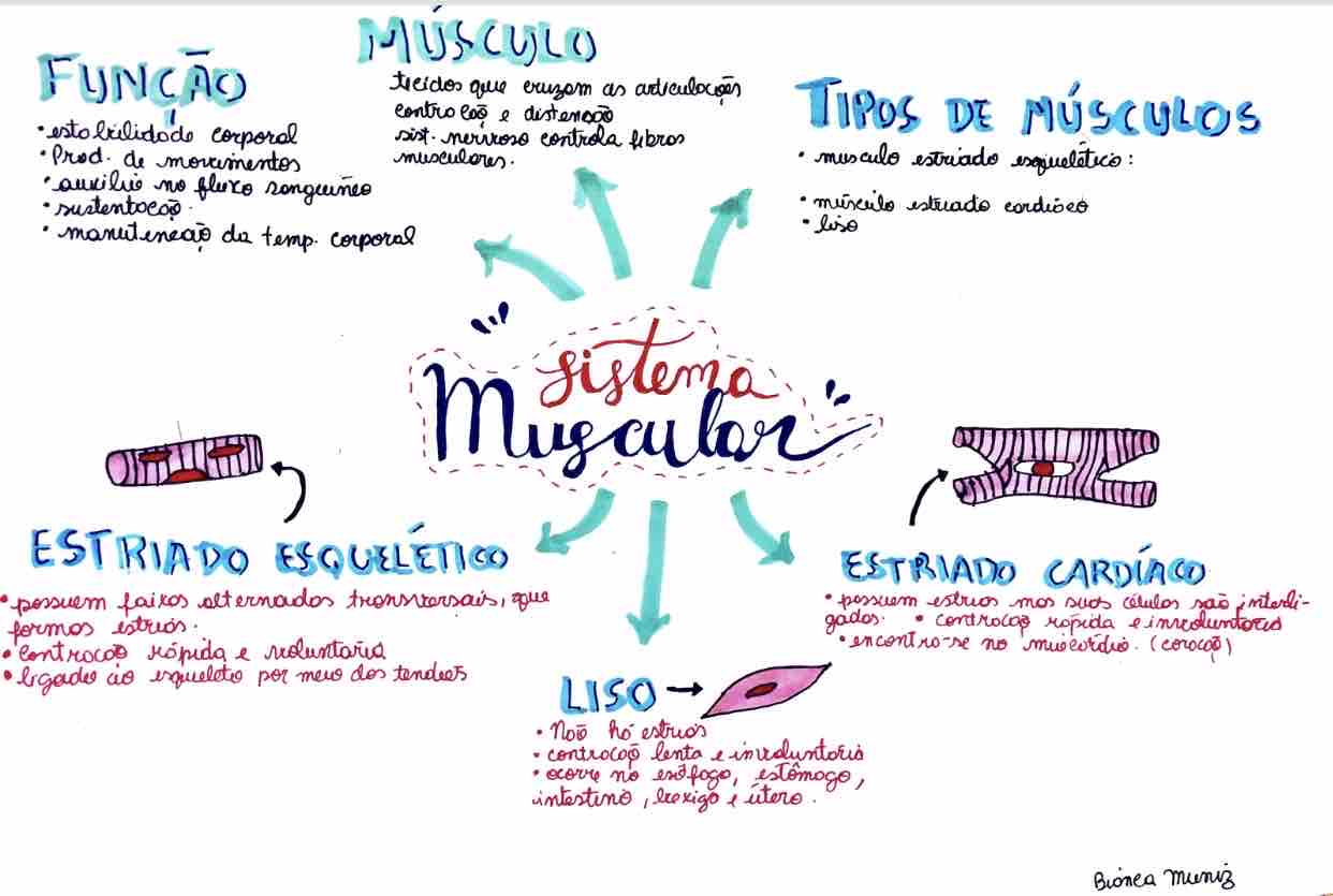 SISTEMA MUSCULAR - Mapa mental - Anatomia Humana I