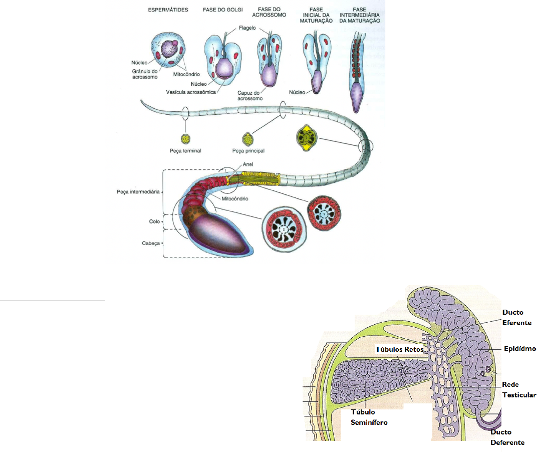 Grátis: Inspeção post-mortem de Suínos - Material Claro e Objetivo em PDF  para Estudo Rápido, image size:1076x902