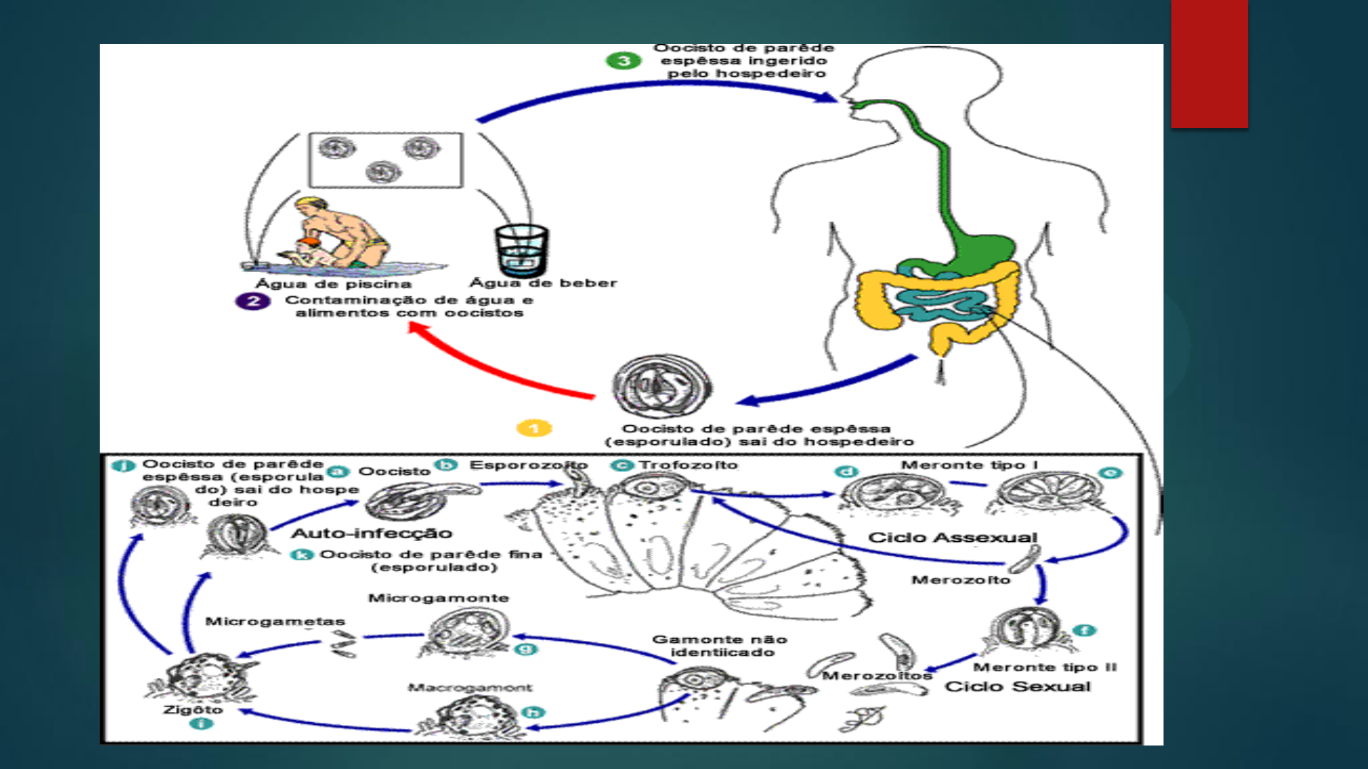 ciclo de vida del criptosporidio