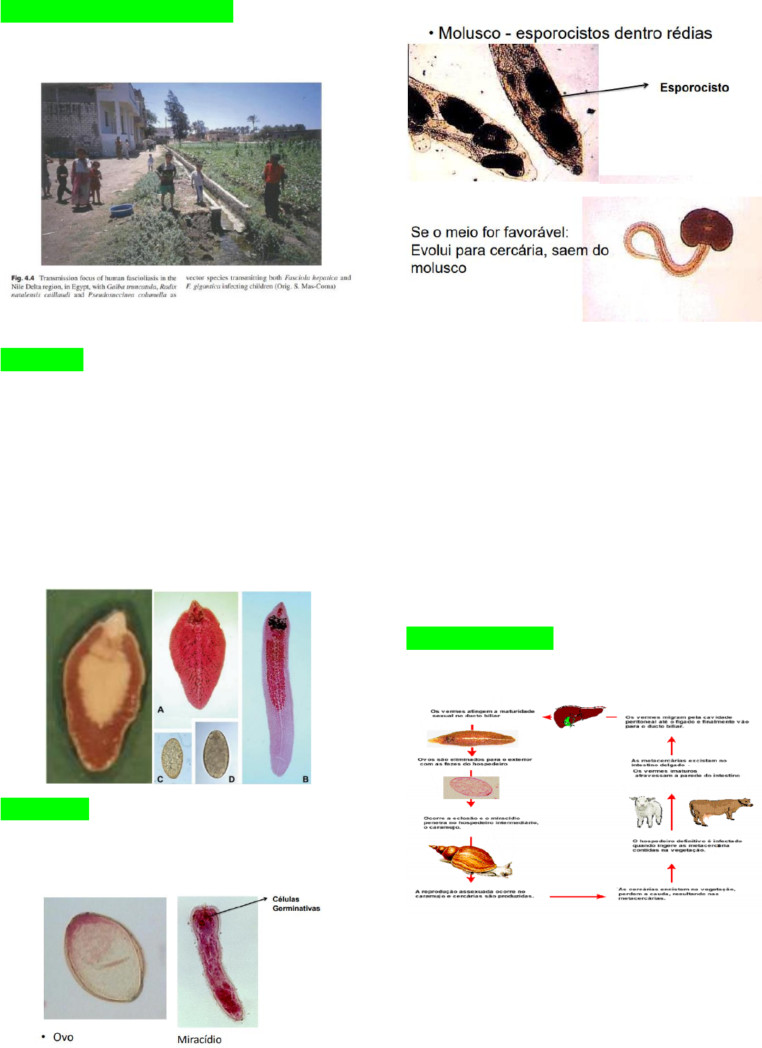 Grátis: Esquistossomose Mansônica e os Determinantes Sociais - Material  Claro e Objetivo em PDF para Estudo Rápido