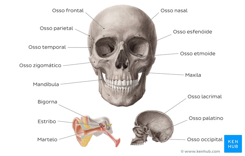 ossos do cranio - Anatomia Humana I